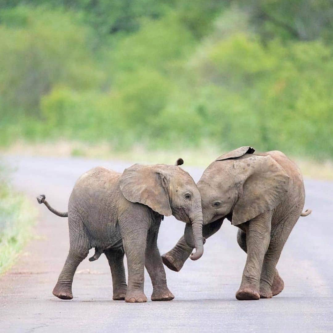 Cute baby animal videos picsさんのインスタグラム写真 - (Cute baby animal videos picsInstagram)「Playful baby elephants 🐘 Photo by: @nessytoafrica  😍😍😍」7月20日 21時03分 - cutie.animals.page