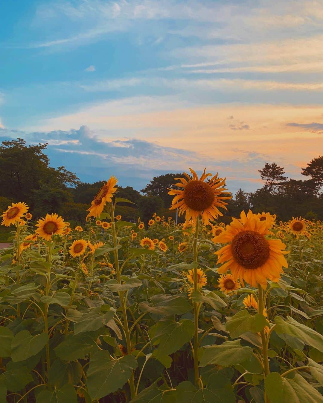 Aiさんのインスタグラム写真 - (AiInstagram)「💙🧡🌻☁️ . . 天国かって思うくらい綺麗やった🥺✨🌻📸my husband👦🏻❤️ . . #sunflower #sunflowers🌻 #summer2020」7月20日 21時07分 - ai_tinker_b