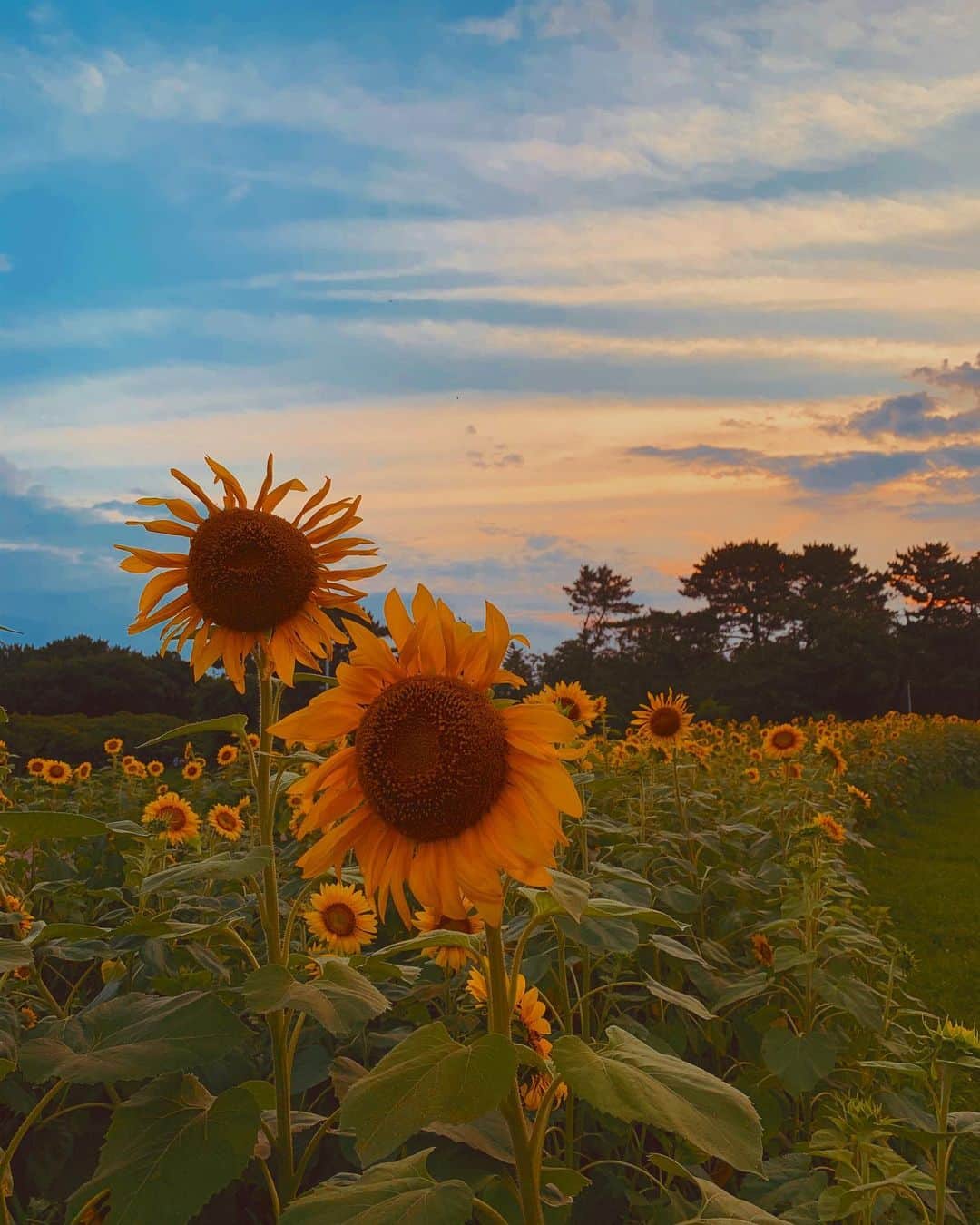 Aiさんのインスタグラム写真 - (AiInstagram)「💙🧡🌻☁️ . . 天国かって思うくらい綺麗やった🥺✨🌻📸my husband👦🏻❤️ . . #sunflower #sunflowers🌻 #summer2020」7月20日 21時07分 - ai_tinker_b