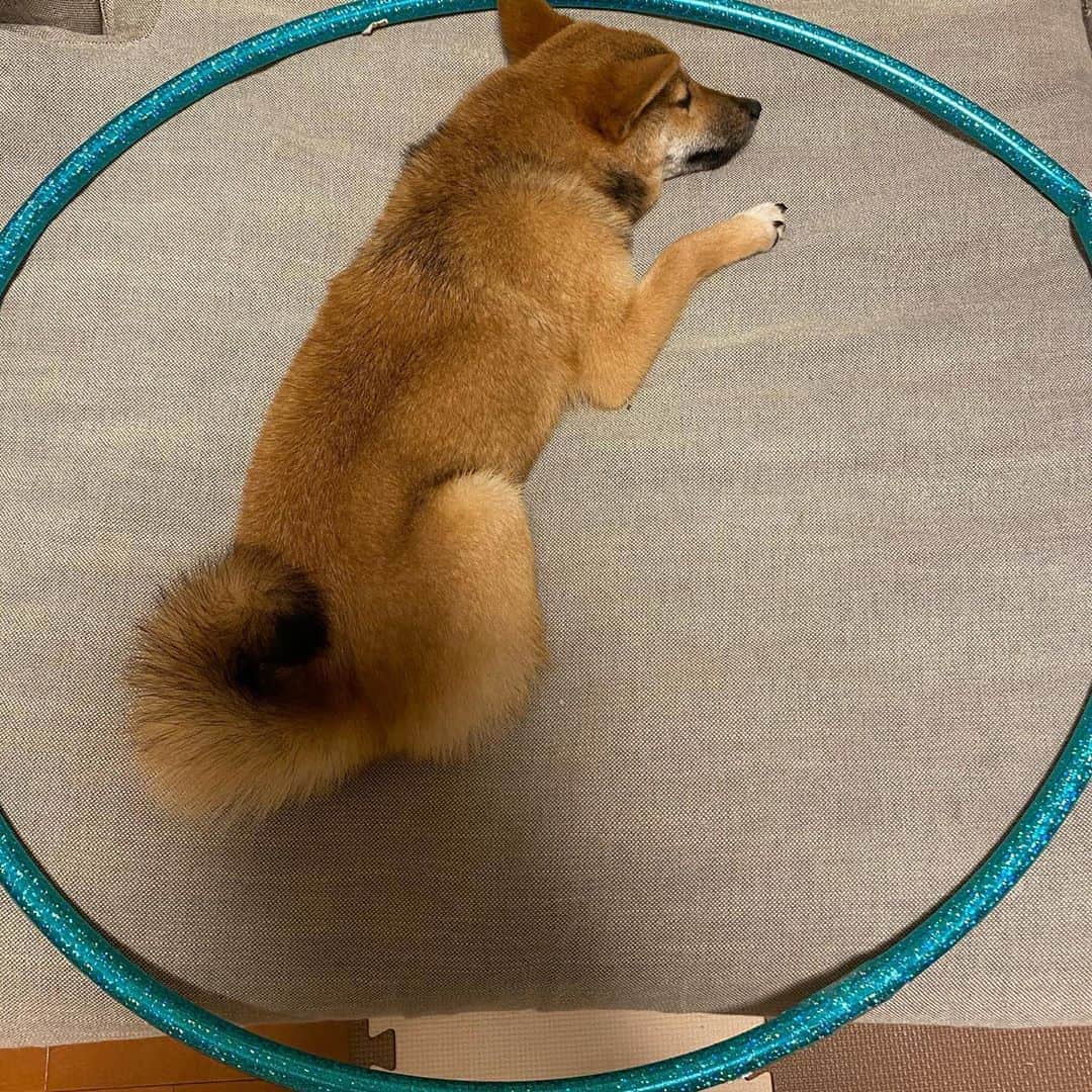 蒼井里紗のインスタグラム：「そこにフラフープがあるから。  #豆柴 #柴犬  #柴犬のいる暮らし  #しばいぬだいすき  #柴犬好きな人と繋がりたい  #しばすたぐらむ #まめしばすたぐらむ  #しばけん #柴犬の癒し」