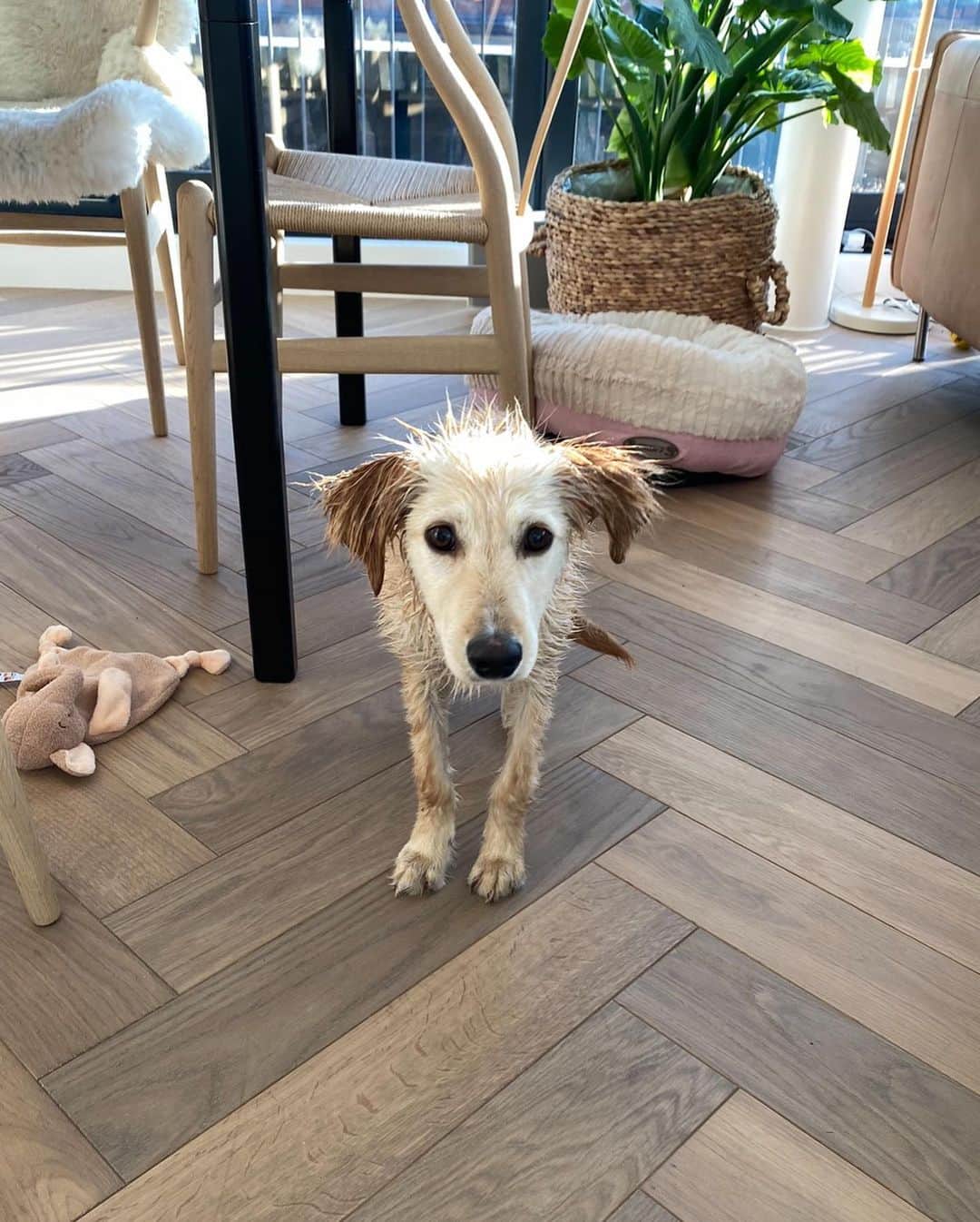 Estée Lalondeさんのインスタグラム写真 - (Estée LalondeInstagram)「Happy Birthday to my sweet little princess Effie (or as I call her, Lady) who is 1 today 🎈 After losing my 🐅 Reggie I didn’t know if I would ever love that deeply again or if I had space in my heart for a new furry companion. 7 months later and we are inseparable 💕 Love can create amazing things - from those petrified little puppy eyes, spending entire days hiding under furniture and not letting me walk up to her for a cuddle to what she has become now. Her progress has been nothing short of amazing. To watch an animal learn to trust you over time- there is nothing like it. This journey has not been easy, but our bond is one of a kind. She has taught me immense patience and empathy, a new type of love and is my reason for waking up in the morning. It’s us vs. the world. Glad she’s on my team 🥰 Please consider adopting an animal from a shelter if you think it’s something you could take on. @wild_at_heart_foundation @doggonamedeffie」7月20日 21時43分 - esteelalonde