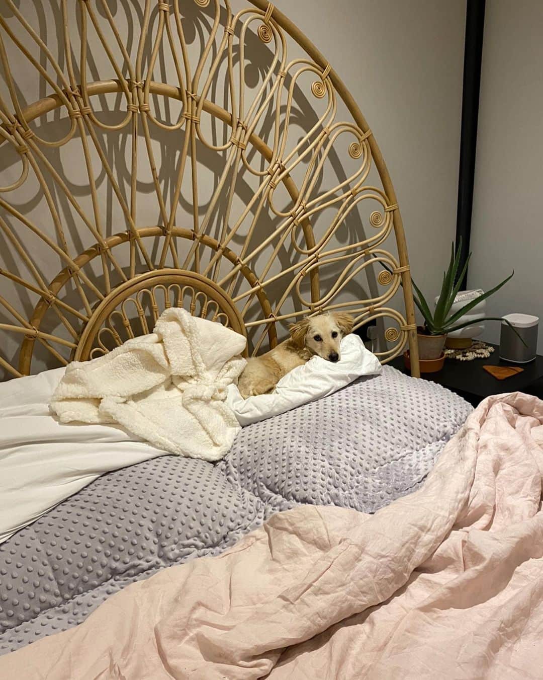 Estée Lalondeさんのインスタグラム写真 - (Estée LalondeInstagram)「Happy Birthday to my sweet little princess Effie (or as I call her, Lady) who is 1 today 🎈 After losing my 🐅 Reggie I didn’t know if I would ever love that deeply again or if I had space in my heart for a new furry companion. 7 months later and we are inseparable 💕 Love can create amazing things - from those petrified little puppy eyes, spending entire days hiding under furniture and not letting me walk up to her for a cuddle to what she has become now. Her progress has been nothing short of amazing. To watch an animal learn to trust you over time- there is nothing like it. This journey has not been easy, but our bond is one of a kind. She has taught me immense patience and empathy, a new type of love and is my reason for waking up in the morning. It’s us vs. the world. Glad she’s on my team 🥰 Please consider adopting an animal from a shelter if you think it’s something you could take on. @wild_at_heart_foundation @doggonamedeffie」7月20日 21時43分 - esteelalonde