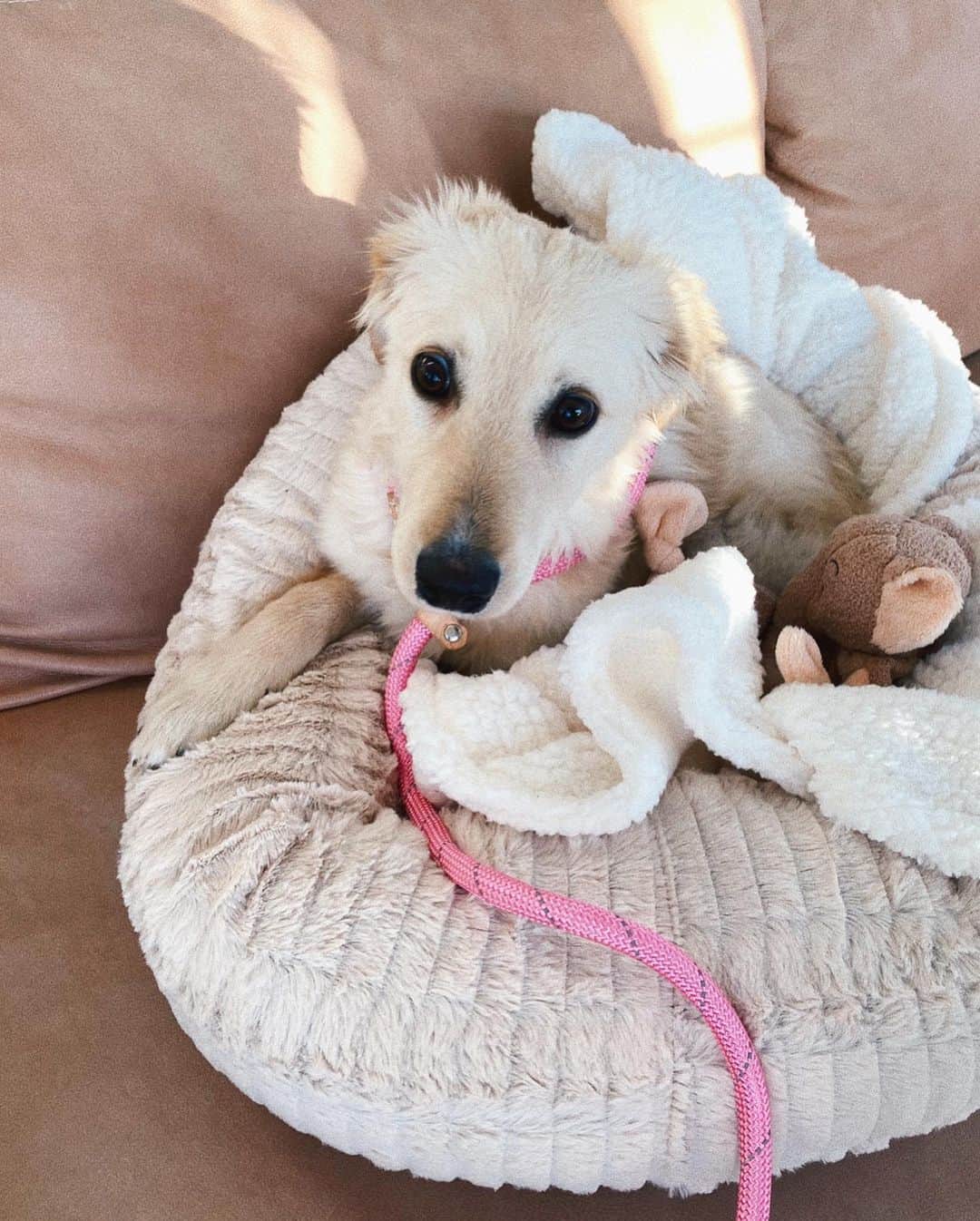 Estée Lalondeさんのインスタグラム写真 - (Estée LalondeInstagram)「Happy Birthday to my sweet little princess Effie (or as I call her, Lady) who is 1 today 🎈 After losing my 🐅 Reggie I didn’t know if I would ever love that deeply again or if I had space in my heart for a new furry companion. 7 months later and we are inseparable 💕 Love can create amazing things - from those petrified little puppy eyes, spending entire days hiding under furniture and not letting me walk up to her for a cuddle to what she has become now. Her progress has been nothing short of amazing. To watch an animal learn to trust you over time- there is nothing like it. This journey has not been easy, but our bond is one of a kind. She has taught me immense patience and empathy, a new type of love and is my reason for waking up in the morning. It’s us vs. the world. Glad she’s on my team 🥰 Please consider adopting an animal from a shelter if you think it’s something you could take on. @wild_at_heart_foundation @doggonamedeffie」7月20日 21時43分 - esteelalonde