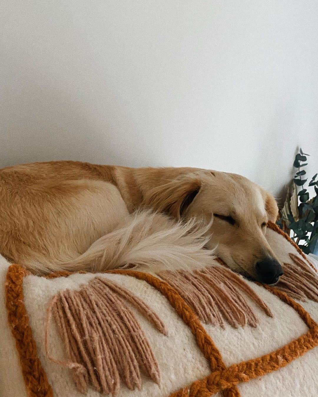 Estée Lalondeさんのインスタグラム写真 - (Estée LalondeInstagram)「Happy Birthday to my sweet little princess Effie (or as I call her, Lady) who is 1 today 🎈 After losing my 🐅 Reggie I didn’t know if I would ever love that deeply again or if I had space in my heart for a new furry companion. 7 months later and we are inseparable 💕 Love can create amazing things - from those petrified little puppy eyes, spending entire days hiding under furniture and not letting me walk up to her for a cuddle to what she has become now. Her progress has been nothing short of amazing. To watch an animal learn to trust you over time- there is nothing like it. This journey has not been easy, but our bond is one of a kind. She has taught me immense patience and empathy, a new type of love and is my reason for waking up in the morning. It’s us vs. the world. Glad she’s on my team 🥰 Please consider adopting an animal from a shelter if you think it’s something you could take on. @wild_at_heart_foundation @doggonamedeffie」7月20日 21時43分 - esteelalonde