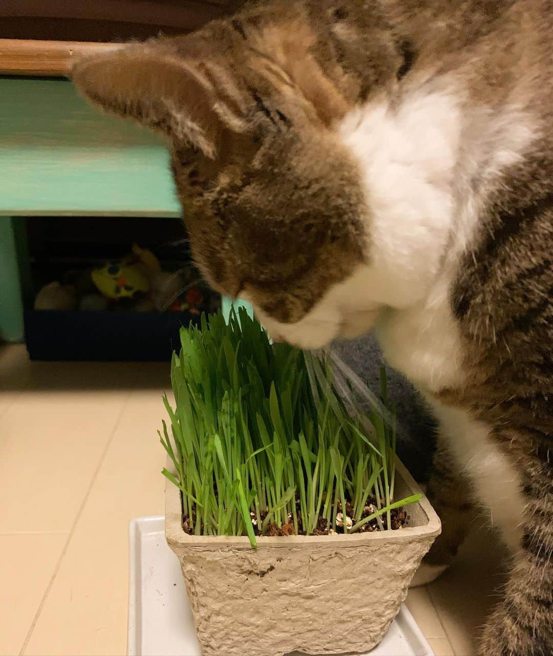 クマ・マロン・モモのインスタグラム：「久しぶりに、ねこ草を買ってみたら…﻿ ﻿ MOMOちゃんが、ひとりで、ムシャムシャムシャ…😋﻿ ﻿ ビタミン・ミネラル不足してるのかしら？﻿ ﻿ 半日で、結構食べられてしまった😅﻿ もう一つ、買っておけば良かった…﻿ ﻿ #猫 #cat #ねこ﻿ #catstagram #ilovecats ﻿ #猫と暮らす #保護猫﻿ #にゃんだふるらいふ﻿ #きじしろねこ」