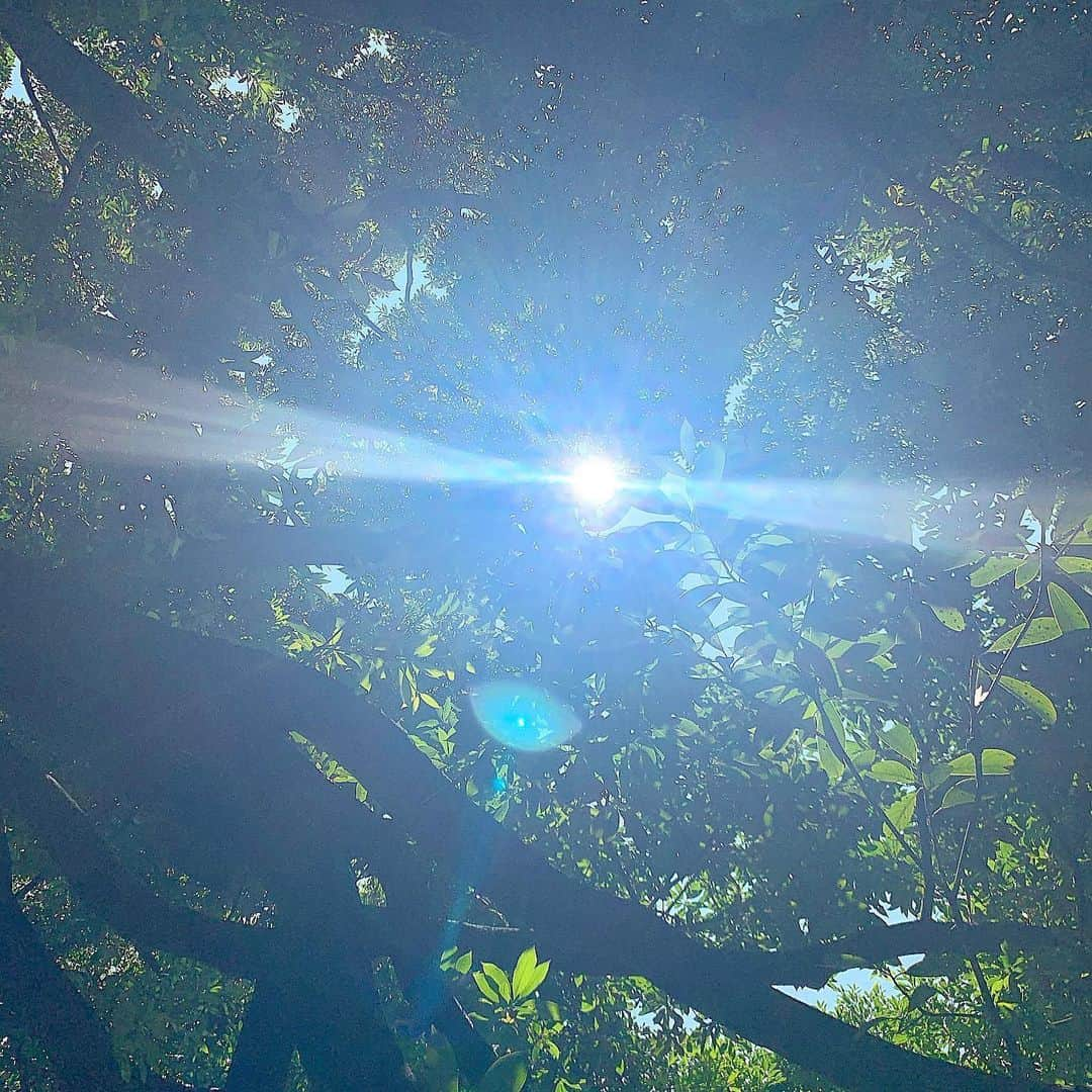 ノーマさんのインスタグラム写真 - (ノーマInstagram)「晴れ間がふえて来た🌱 ながーい梅雨で、お気に入りのランニングコースはキノコの帝国となりつつあるばってん。 バランスの変化は様々なところに現れるね🍄」7月20日 22時11分 - noma77777