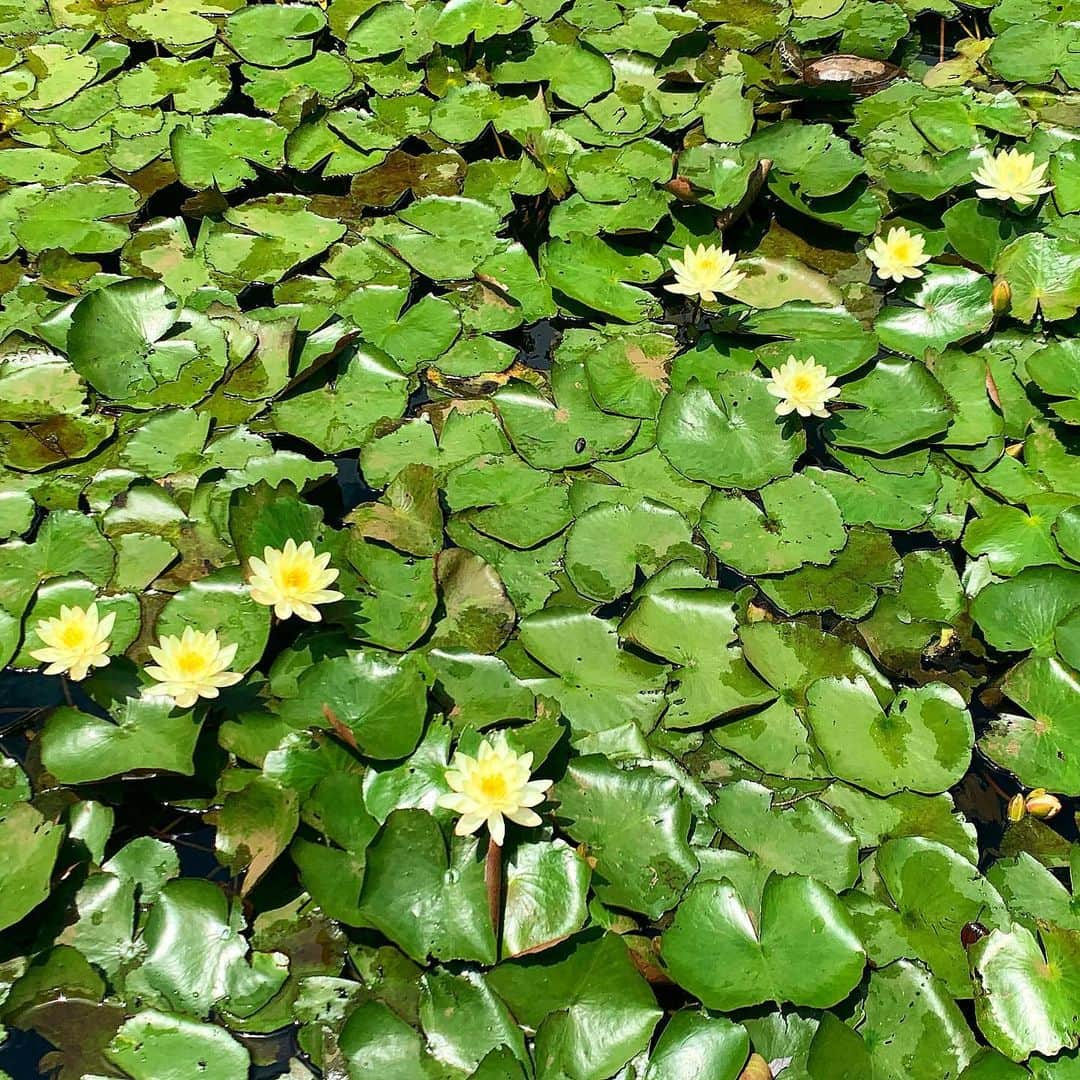 のインスタグラム：「晴れ間がふえて来た🌱 ながーい梅雨で、お気に入りのランニングコースはキノコの帝国となりつつあるばってん。 バランスの変化は様々なところに現れるね🍄」