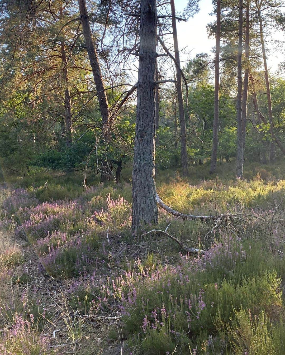 キャロライン・シノさんのインスタグラム写真 - (キャロライン・シノInstagram)「Le Coquibus, la forêt la plus sauvage autour de #fontainebleau 🥰🐿 La bruyère est déjà en fleurs!!  @arkose.climbing @crimpoilofficial @snap.climbing @girlsinbleau #bethbyarkose」7月20日 22時18分 - carosinno