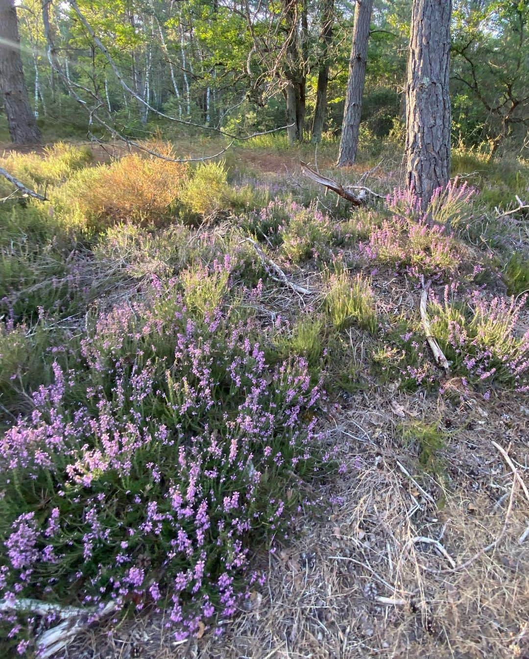 キャロライン・シノさんのインスタグラム写真 - (キャロライン・シノInstagram)「Le Coquibus, la forêt la plus sauvage autour de #fontainebleau 🥰🐿 La bruyère est déjà en fleurs!!  @arkose.climbing @crimpoilofficial @snap.climbing @girlsinbleau #bethbyarkose」7月20日 22時18分 - carosinno