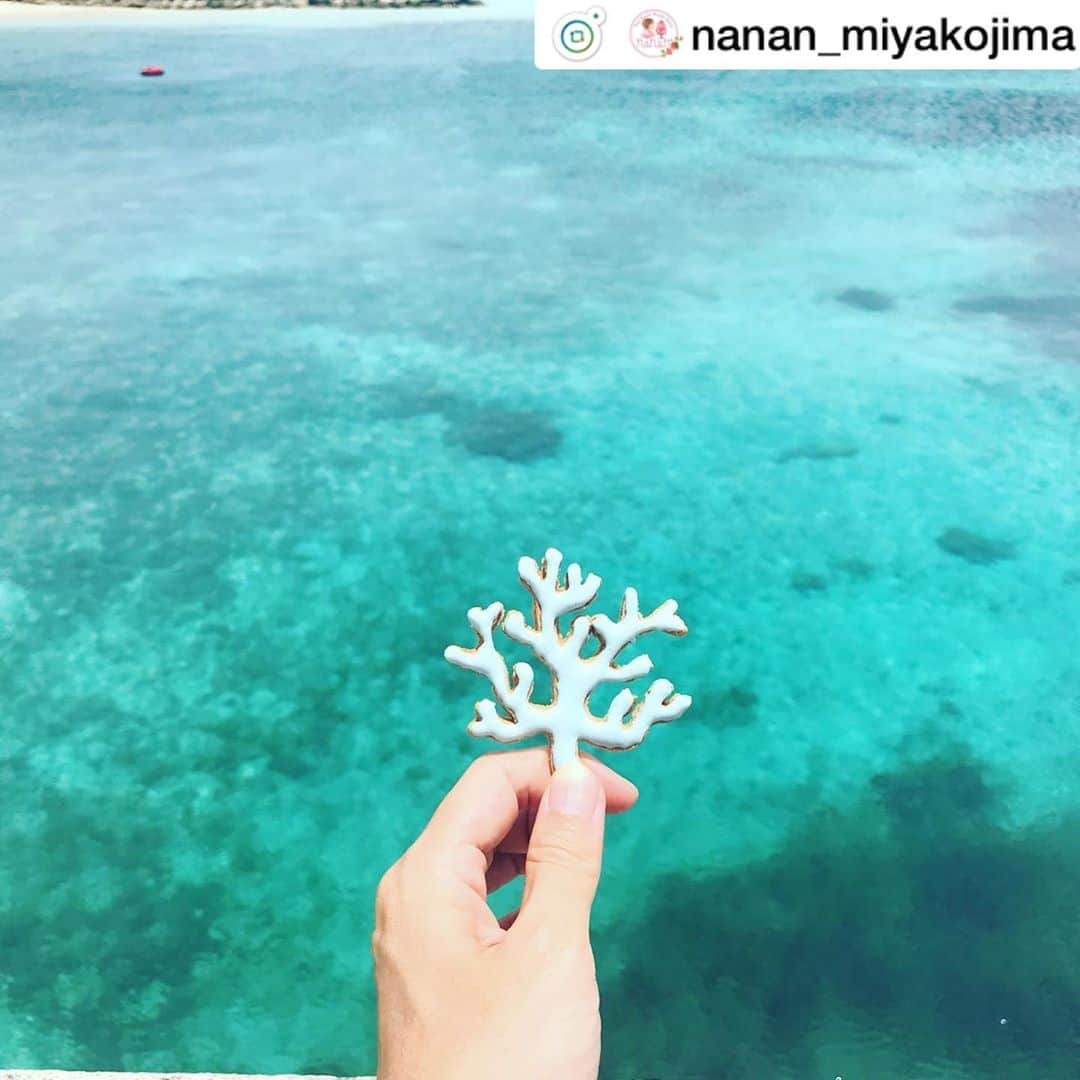 のインスタグラム：「@nanan_miyakojima さま、リポストです😊 . . 池間ブルーとリナブルーのコラボ、ブルーがキレイすぎて心が洗われます〜☺️💙✨ . . #スピルリナ #linablue  . ↓ . .  池間ブルーとリナブルーのコーラルアイシングクッキー❤︎ 𓇼 #天然色素 #アイシングクッキー #miyakojima #vegan #vegetarian #organic #卵白不使用 #macrobiotic #小麦粉不使用 #宮古島 #ビーガン #ベジタリアン #オーガニック #白砂糖不使用#乳製品不使用 #棚田の米粉 #マクロビ #nananmiyakojima #ナナン  #リナブルー #instasweet #ビーガンアイシング#天然着色料#ヴィーガンアイシングクッキー #宮古島アイシングクッキー #vegansweets #グルテンフリースイーツ #玄米粉」