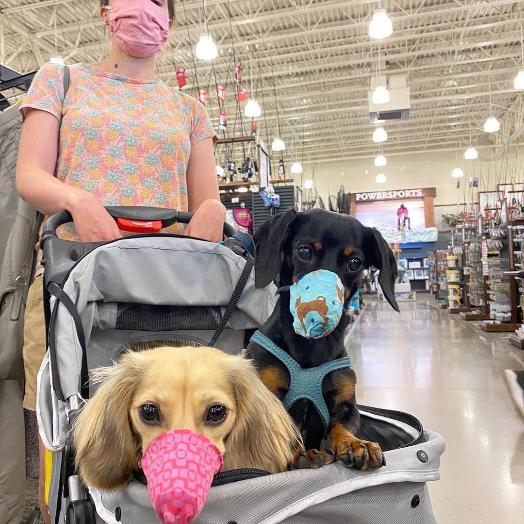 Crusoe the Celebrity Dachshundのインスタグラム：「“As we said from the beginning, the best way to get through this is by working together. A mask protects yourself and others. Let’s all wear one 😷😊 disclaimer: the pups wore their masks just for this quick photo and we are NOT advocating dogs wear masks” ~ Crusoe」