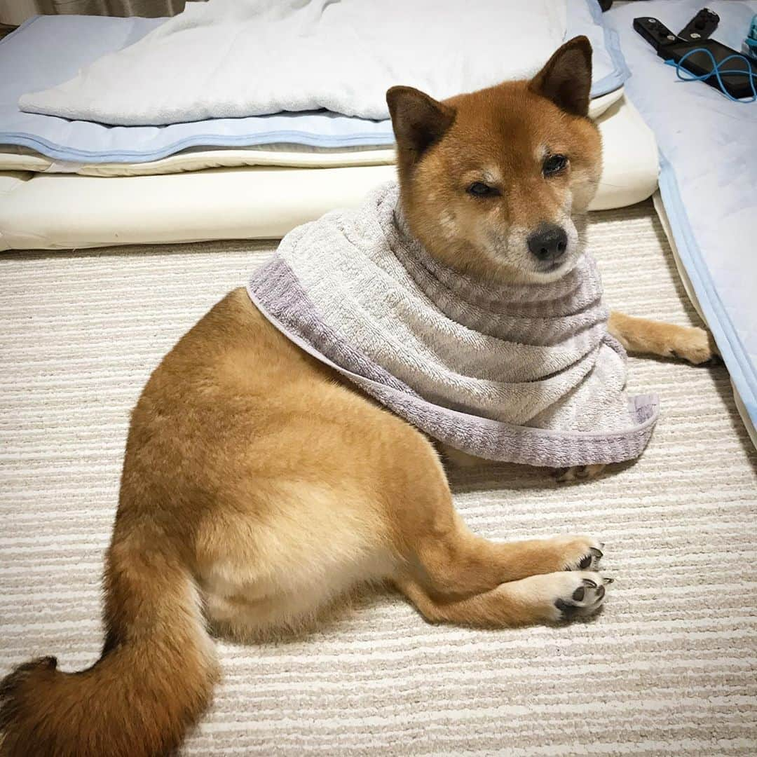 柴犬はなこ Shibainu Hanakoさんのインスタグラム写真 - (柴犬はなこ Shibainu HanakoInstagram)「遊ばれたワン…🐶💦😑👧🏻🎶 #shiba #dog #shibainu #prank #いぬ #犬 #柴犬」7月20日 22時47分 - kiki_beee