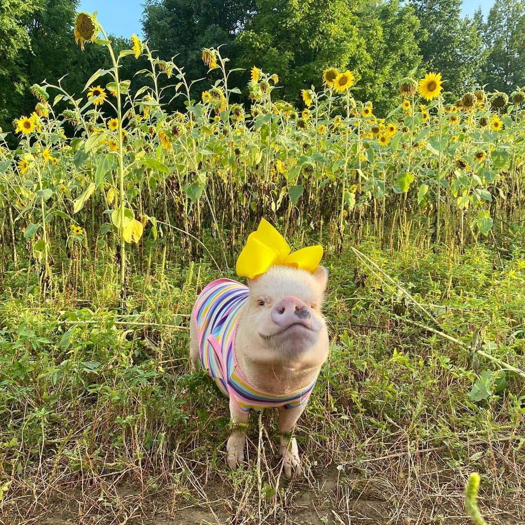 Priscilla and Poppletonさんのインスタグラム写真 - (Priscilla and PoppletonInstagram)「“Spread a little sunshine wherever you go!”🐷🌻This trip hasn’t been all about pigging out. We hiked (okay maybe we rolled) over a mile to check out more than 70 acres of sunflowers. It was such a beautiful sight. Stay tuned for more sunflower fun to come...💛#knoxville #sunflowers #posingposey #PrissyandPop」7月20日 23時01分 - prissy_pig