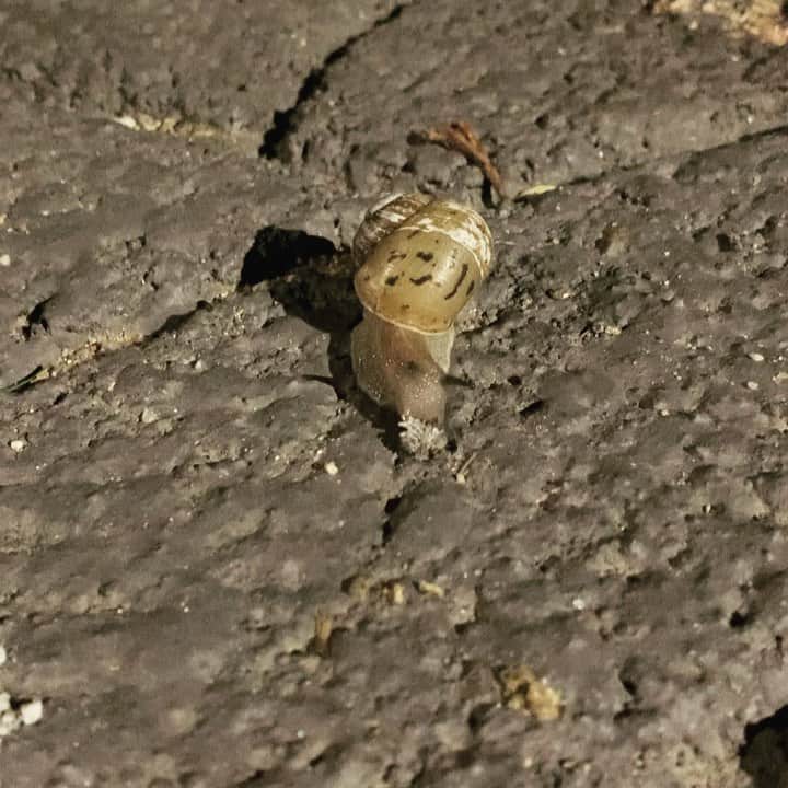 チン・ソヨンのインスタグラム：「좋다2 🐌」