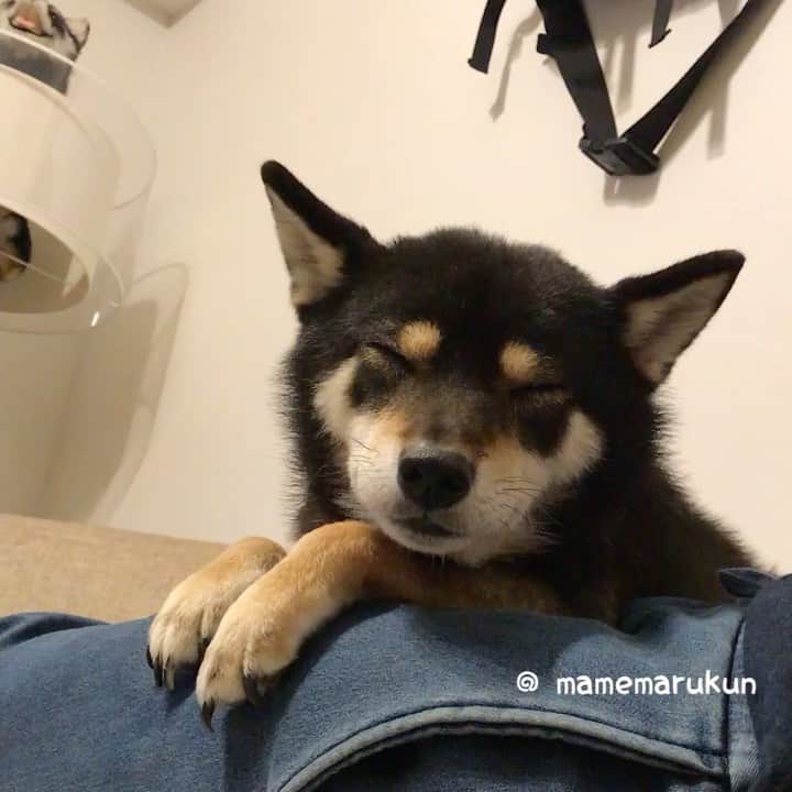 まめ丸のインスタグラム：「* * おねむのキツネさん🦊🐶💓 #最上級にねむいおかお * Is it a fox🦊🐶💓❓ * #キツネかな #キツネじゃないよ #まめ丸だよ * #柴犬#豆柴#柴#黒柴#犬#いぬのきもち#shiba#shibainu#shibastagram#shibadog#puppy#instadog#dogstagram#dog#instashiba#petstagram#pet#cutepetclub#강아지#멍스타그램#doglover#ilovemydog#weeklyfluff」