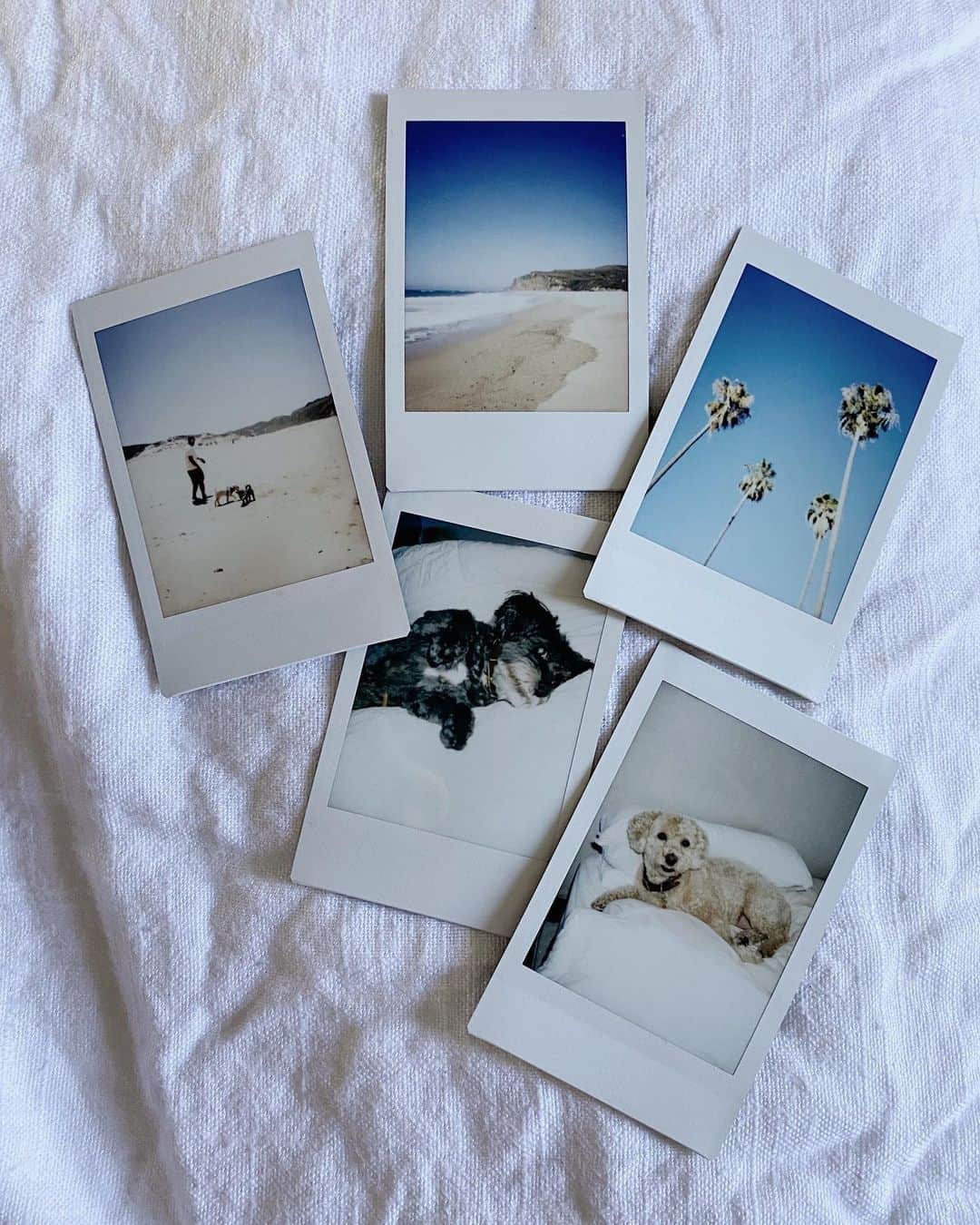 Fujifilm Instax North Americaさんのインスタグラム写真 - (Fujifilm Instax North AmericaInstagram)「Hi friends! Up next in the Joy Series is @gracejeramie. Hailing from California, she finds joy in everything that surrounds her -- from a good book or simple flower arrangements, to the beach and her husband and two dogs.  The things that bring me the most joy are the smallest pleasures. Things that we often take for granted like, hanging out at home with family or going for a scenic drive to soak up some sunshine. What I love about finding joy is that it attracts more of what you desire in life and gives it value. I hope you pay attention to what you brings you joy, even amidst the unavoidable challenges that will happen in your life.  #instaxjoy #dontjusttakegive #instaxgiveprogram #instax」7月21日 0時45分 - fujifilm_instax_northamerica