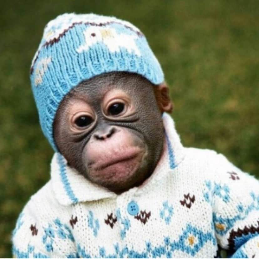Baby Animalsさんのインスタグラム写真 - (Baby AnimalsInstagram)「I wish I had a baby monkey, so adorable! 🥰」7月21日 0時54分 - thebabyanimals