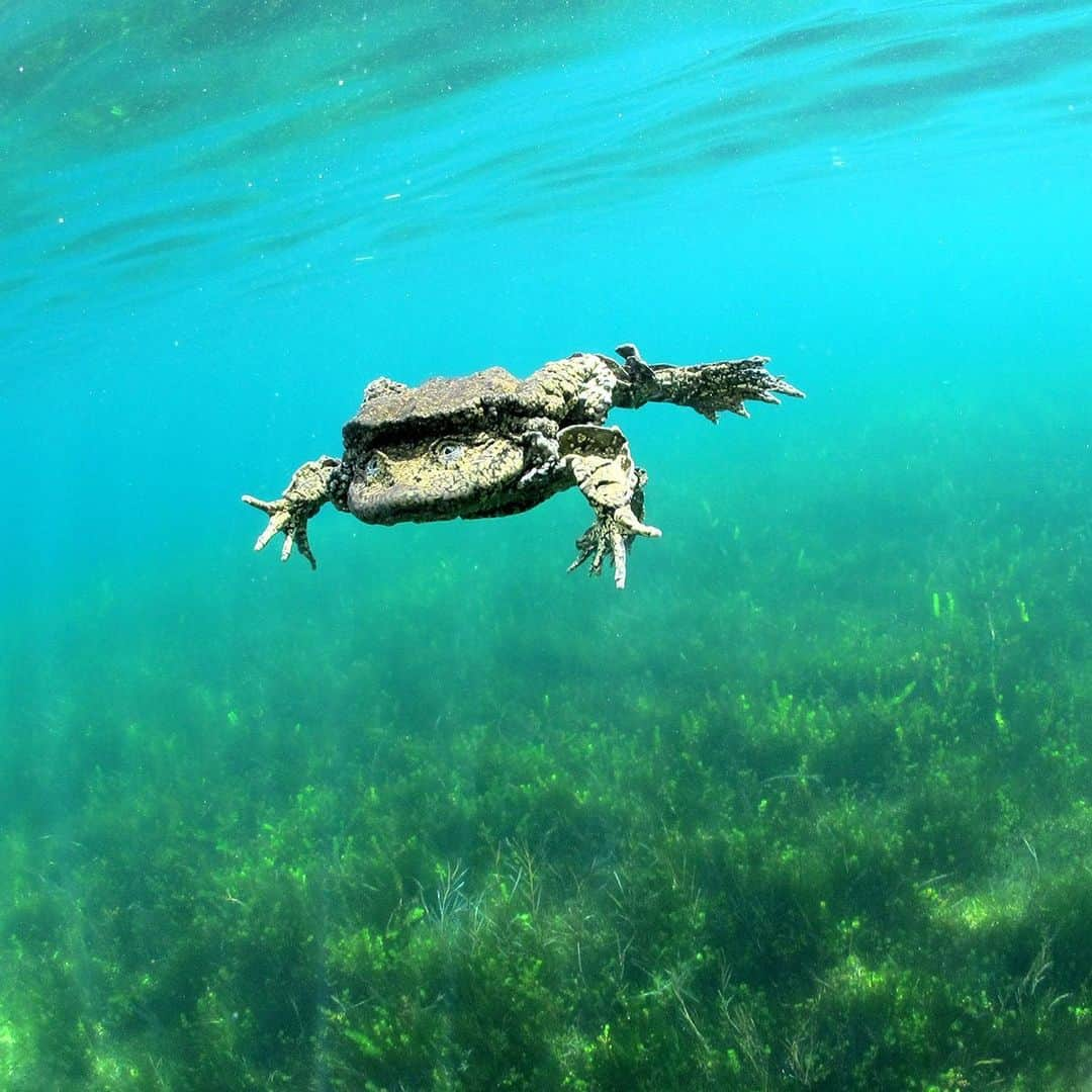 レオナルド・ディカプリオさんのインスタグラム写真 - (レオナルド・ディカプリオInstagram)「The world’s largest fully aquatic frog - the Titicaca Water Frog - faces an uncertain future as the result of an onslaught of threats. These threats include disease and pollution in Lake Titicaca, the illegal trade for pets, food and medicinal products, and the introduction of trout and silverfish that prey on tadpoles. Global amphibian experts applaud efforts aimed at saving the species to date and are now calling on NGOs and the governments of Bolivia and Peru to bolster binational conservation measures to prevent the species’ extinction. #ExtinctionEndsHere  Photo by Arturo Muñoz, Bolivian Amphibian Initiative」7月21日 0時56分 - leonardodicaprio