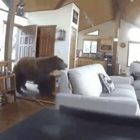 WildLifeのインスタグラム：「Honey, I'm home! 😂😂 . . . Via SkynetDyne(reddit) Didn’t intend to post any copyright content. Dm for credit or removal / Found via @naturre」