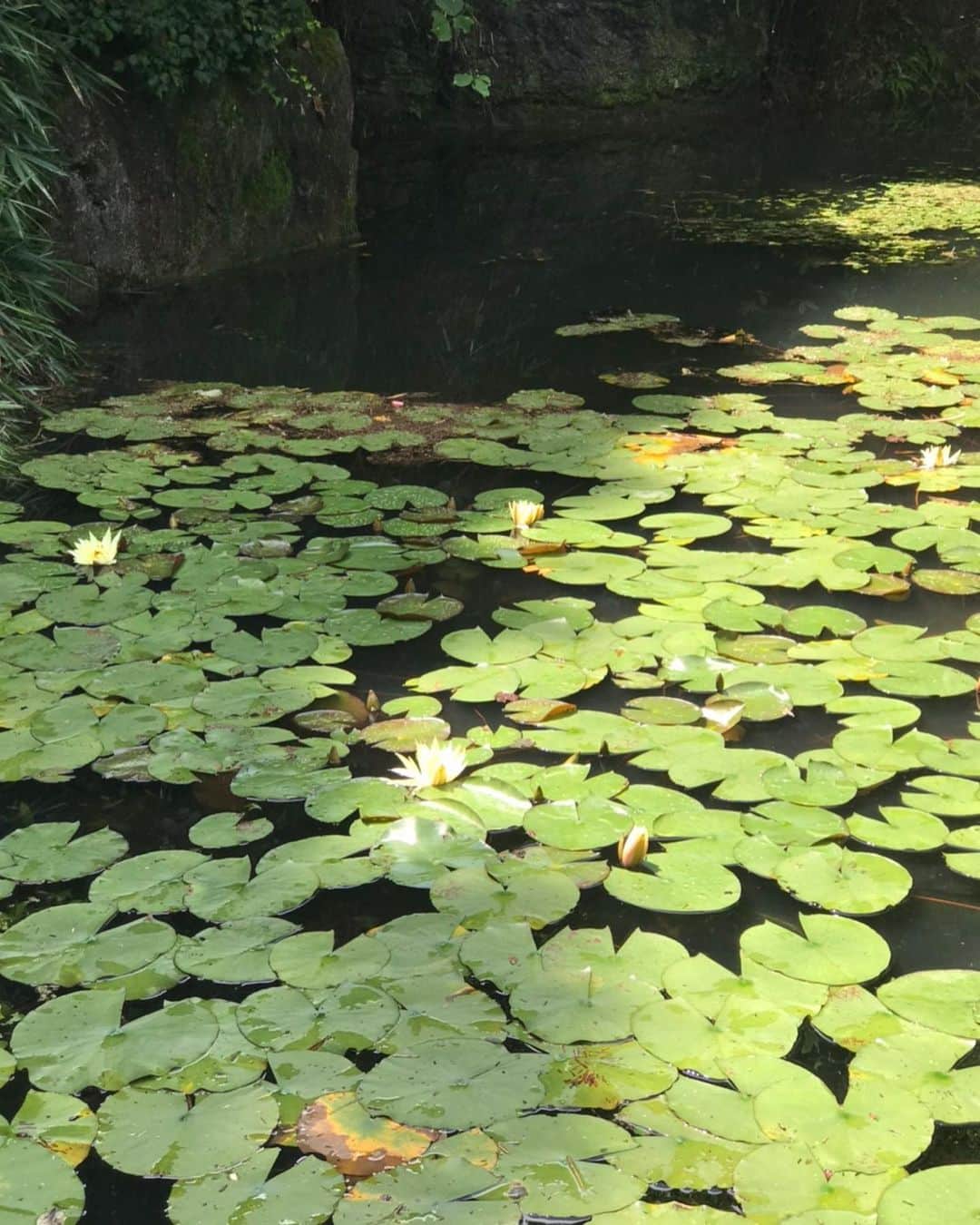 熊谷真実さんのインスタグラム写真 - (熊谷真実Instagram)「実家の庭園です。 職人さんが私たちが来る前に綺麗にしてくれました。ありがたいです。 #熊谷真実#添田町#有難い#幸せ#親戚の集まりはかけがえがのない時間」7月21日 0時58分 - mami_kumagai310