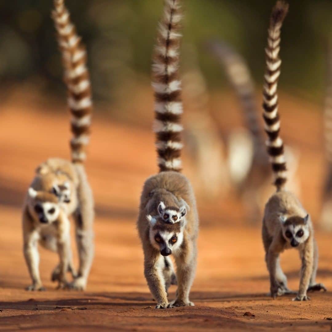 アニマルプラネットさんのインスタグラム写真 - (アニマルプラネットInstagram)「Madagascar has existed as an island for around 88 million years, and in that time, plenty of fauna and wildlife has evolved in relative isolation. One species you will only find in the wilds of Madagascar is the ring-tailed lemur, a species that thrives in social structures and can be found in the southern portion of the island. . . . . . . . . #madagascar #madagascarmonday #lemur #ringtailedlemur #wildlife #africa #animals #animalplanet #discovery #pictureoftheday」7月21日 1時00分 - animalplanet
