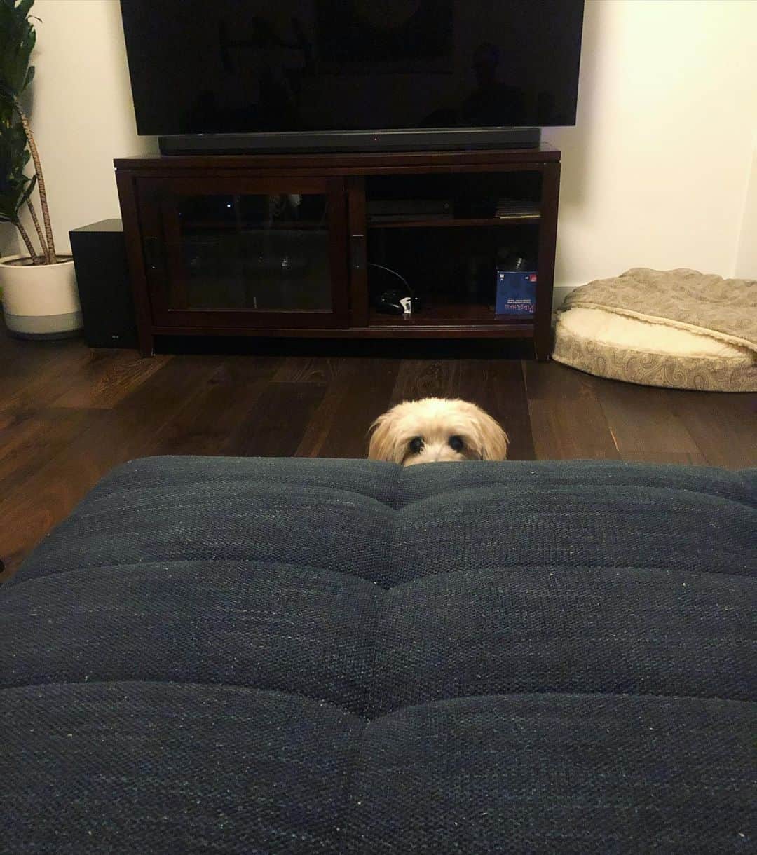 ケヴィン・サスマンのインスタグラム：「Can you spot Ethel? Warning: she’s good.」