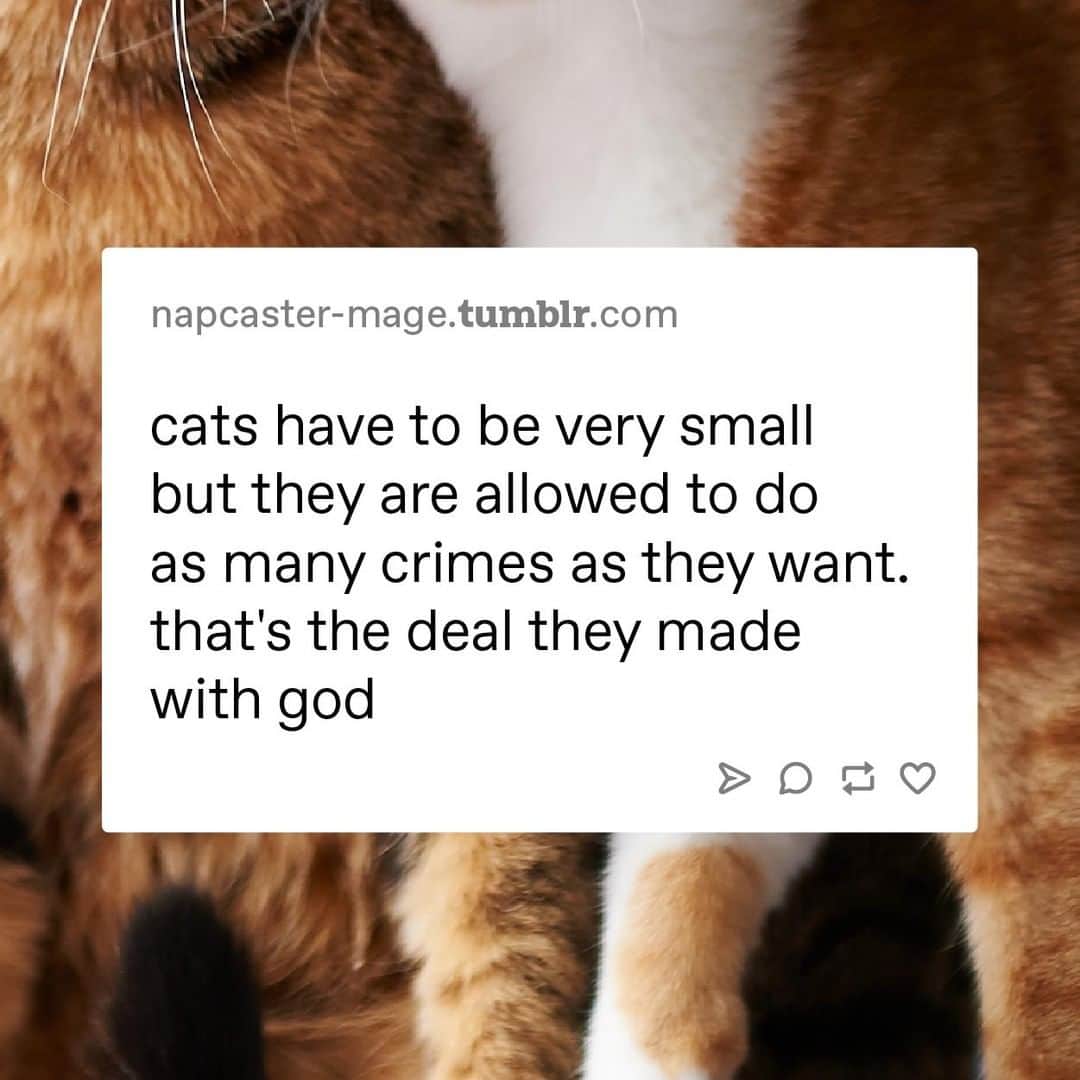 Tumblrさんのインスタグラム写真 - (TumblrInstagram)「not a bad deal⁠ #catlover #petsagram #catsoftumblr」7月21日 1時40分 - tumblr
