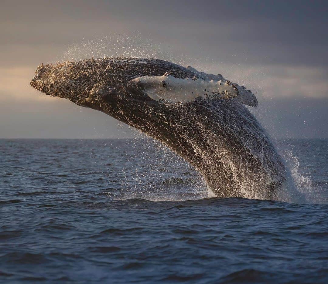 Chase Dekker Wild-Life Imagesのインスタグラム：「With how strange and challenging the past few months have been, it was a wonderful sight to see humpbacks breaching during the last light of the day. When all the chaos and confusion is floating overhead, there’s nothing like the ocean and nature in general, to help clear the fog away and make everything seem okay.」