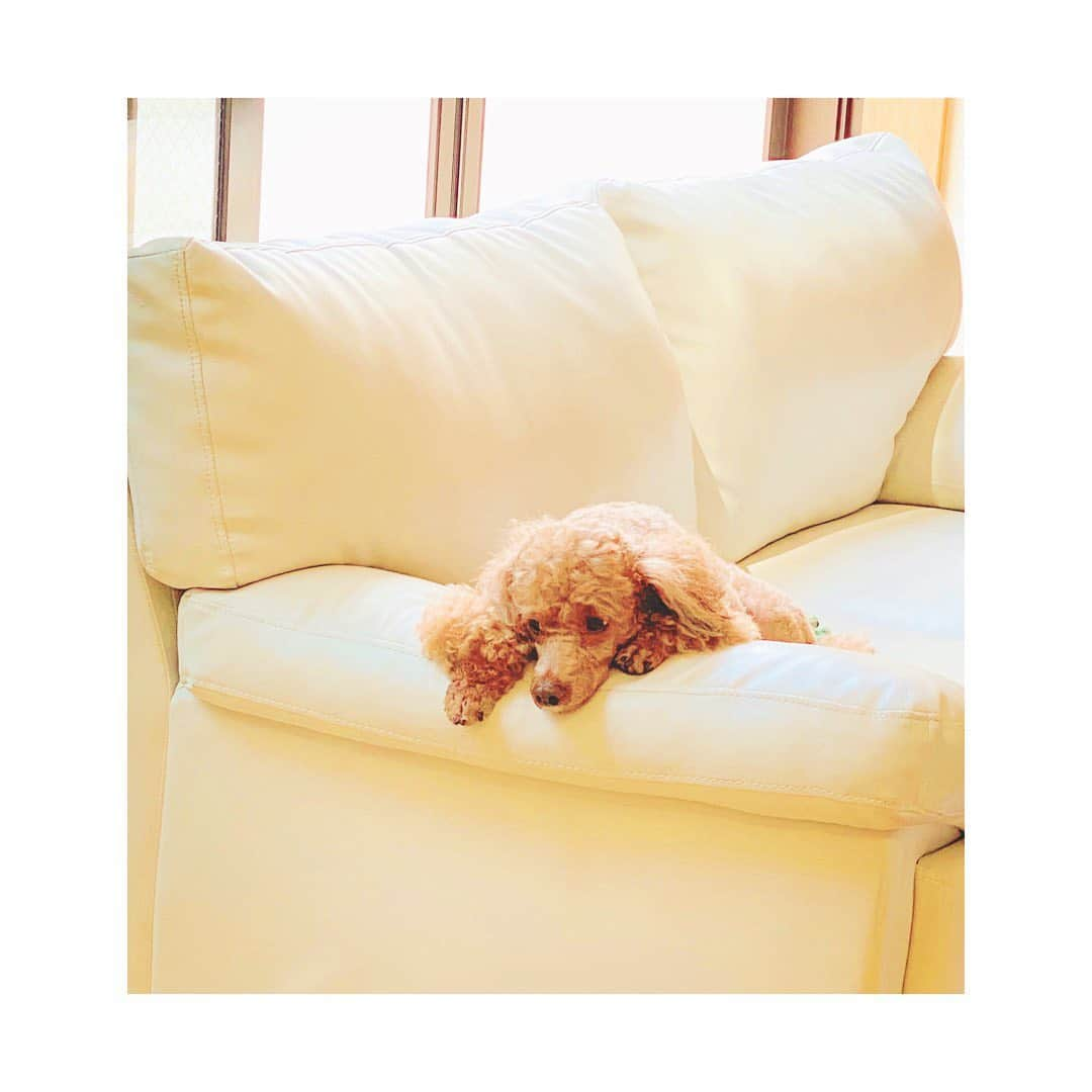 上坂嵩さんのインスタグラム写真 - (上坂嵩Instagram)「ぐったり🐶💦 . 急に暑くなると、こうなっちゃうよね😅☀️ . 今日も愛知県と岐阜県に #高温注意情報 が発表されています。 外を歩くにも、思わず日陰を探してしまうほどの暑さ💦 . #熱中症 に、十分注意が必要です⚠️ 一日1.2ℓを目安に、 喉が渇く前にこまめに水分補給をしてくださいね！ . 今日も一日、がんばりましょう！！ . . #メーテレ #アップ #BomberE #上坂嵩」7月21日 11時40分 - takashi_uesaka_nbn