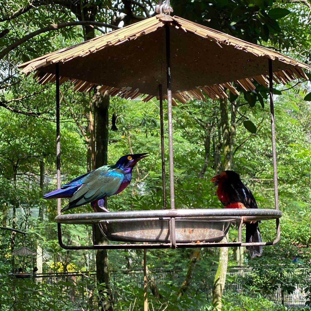 大西蘭さんのインスタグラム写真 - (大西蘭Instagram)「・ 週末のバードパーク🦜 ・ エサやりできなくて残念だけど、人懐こい鳥たちはエサをもらえると思って至近距離まで近づいてきました笑 ・ 朝早い時間に行ったので、久しぶりにカヤトーストで朝ごはん🍞 久しぶりすぎて懐かしさまで覚えた😂 ・ ・ #週末の過ごし方 #ジュロンバードパーク #バードパーク #シンガポール生活 #birdpark」7月21日 11時41分 - onishiran