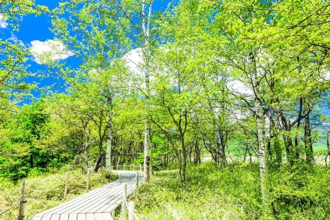 THE GATEのインスタグラム：「【 Senjogahara Marshland// #Tochigi 】 Senjogahara Marshland is a part of Nikko National Park, and locates 1,400 meters above sea level.  l According to legend, this is where the deities of Mount Nantai and Mount Akagi (in Gunma) fought over Lake Chuzenji, and that is where the name “Senjogahara” (“senjo 戦場 means battlefield) came from. l The marshland is filled with over 300 types of plants, and is also home to a wide species of wild birds.  l The area is a vibrant green color in the spring, and in June, you can see the fluffy, white, hare’s-tale cottongrass covering the field.  During autumn, the marshland is covered in colored grass.  . ————————————————————————————— ◉Adress Chugushi, Nikko-shi, Tochigi ————————————————————————————— THE GATE is a website for all journeys in Japan.  Check more information about Japan. →@thegate.japan . #Japan #view #travel #exploring #visitjapan #sightseeing #ilovejapan #triptojapan #japan_of_insta #療癒 #instagood #粉我 #赞 #travelgram #instatravel #unknownjapan #instagramjapan #instaday #freshgreen #鲜绿色 #신록 #bundokph #kalilkasan #Hapon #alamsemulajadi #jepun #mendakigunung #mountaineering #Senjogahara」