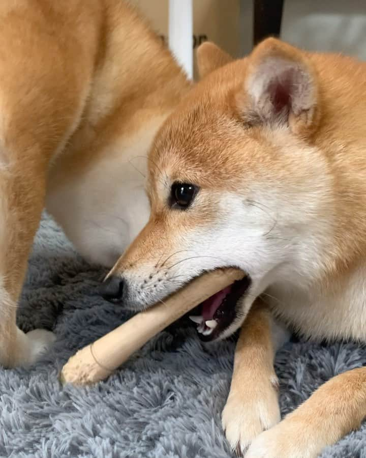 豆柴 サニーちゃんのインスタグラム