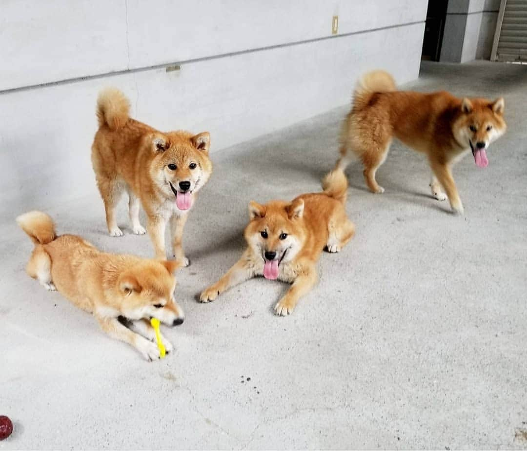 柴犬たま Shibainu Tamaのインスタグラム