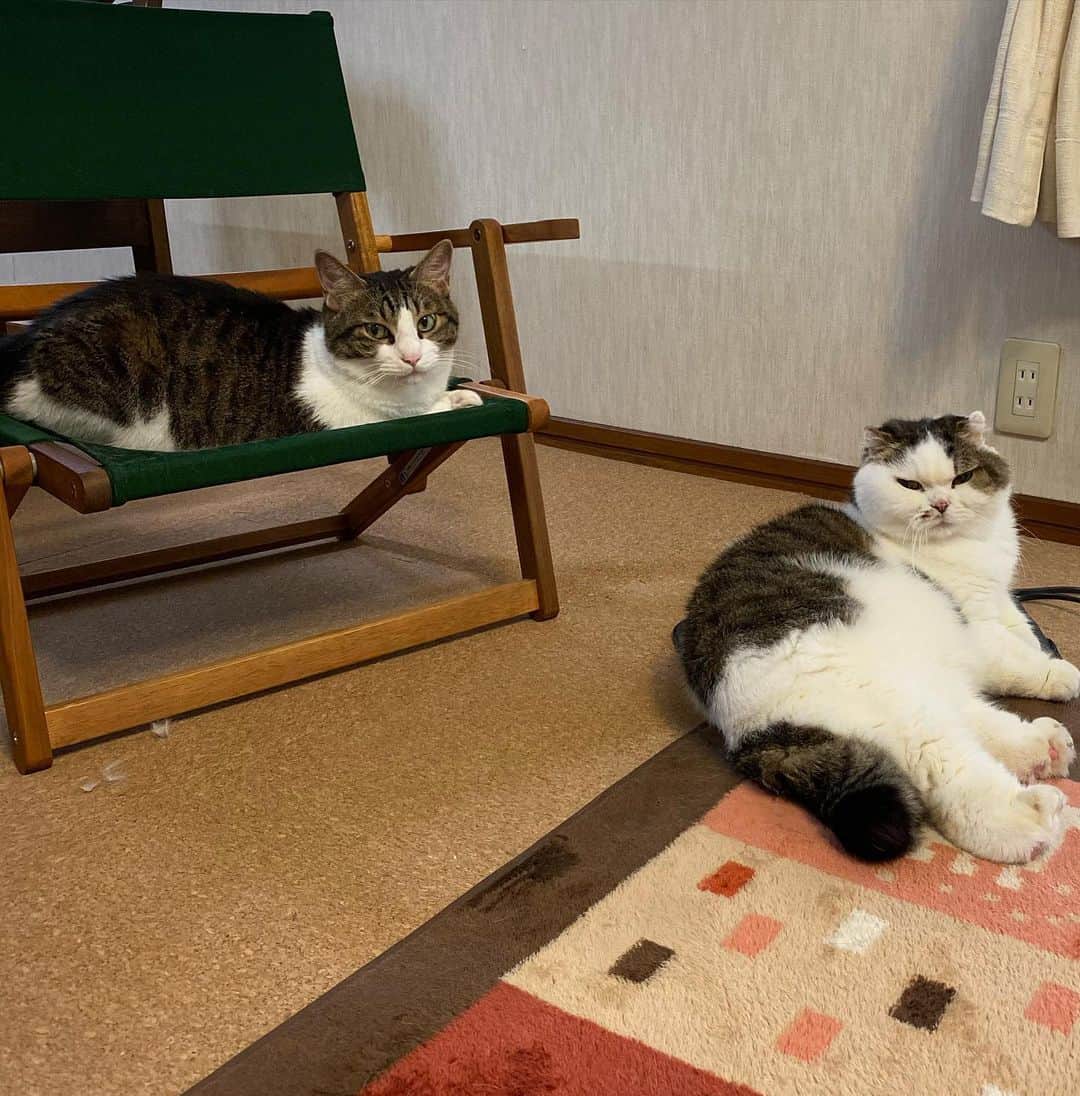 8n21のインスタグラム：「こた先輩のバーターでいいねを稼ぐボク #よくよく見ると同じ柄 #cats #ねこ部」