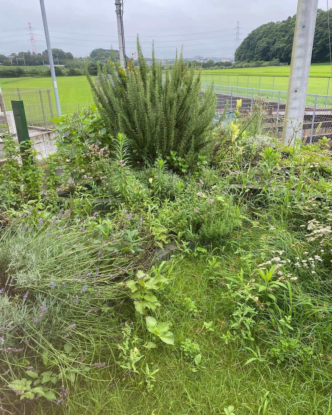 MILLE ECLAT.のグルメインスタ