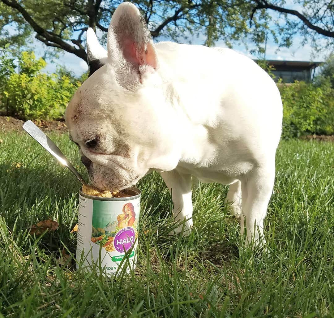 Manny The Frenchieのインスタグラム：「Enjoying my #meatlessmonday straight from the can! Eating more wet food in the summer to make sure I stay hydrated!  @halopets」