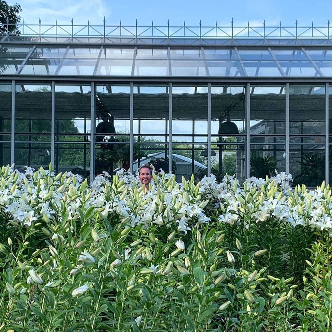 マーサ・スチュワートさんのインスタグラム写真 - (マーサ・スチュワートInstagram)「@marthastewart48 shared a few snapshots of her "sea of lilies" blooming across her Bedford gardens. Swipe the gallery to see them up close! And who can spot @seenbysharkey? 🌸 #regram via @marthastewart48」7月21日 5時35分 - marthastewart