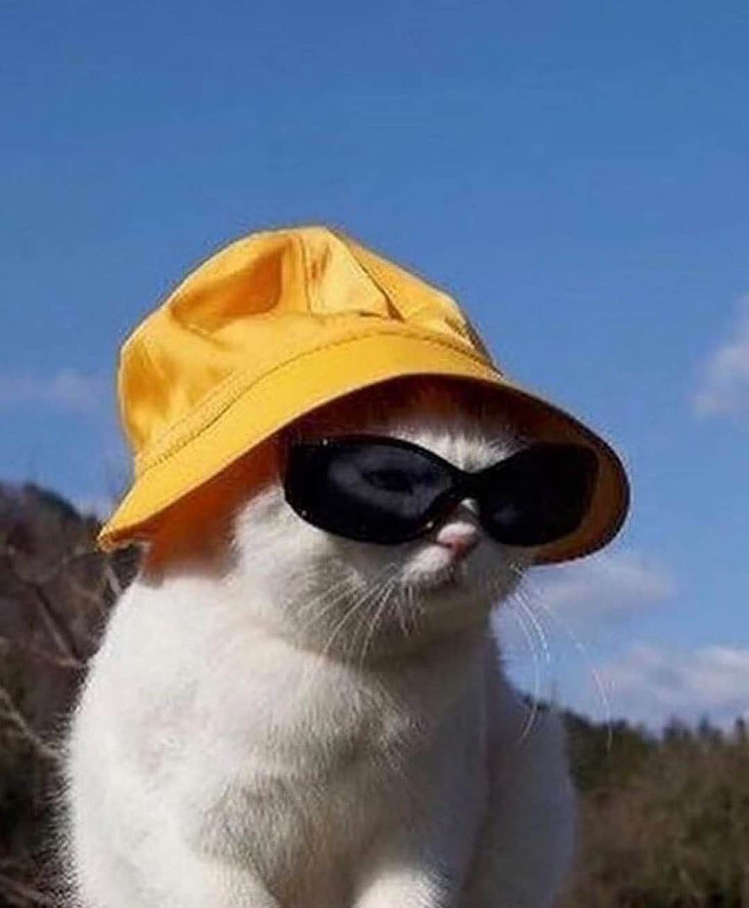 ELLE Magazineさんのインスタグラム写真 - (ELLE MagazineInstagram)「Finding the perfect summer hat isn’t easy (unless you’re this cat.) Link in bio for 25 styles that won’t wear you. 🧢 #regram @smallsforcats」7月21日 5時45分 - elleusa
