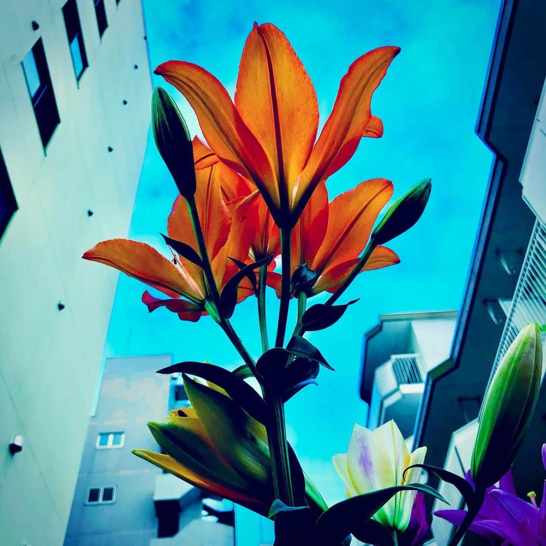 江田由紀浩のインスタグラム：「珍しく明るい雰囲気の写真。 何この花？笑 #札幌市西区 #八軒 #散歩 #花 #マンション #空」