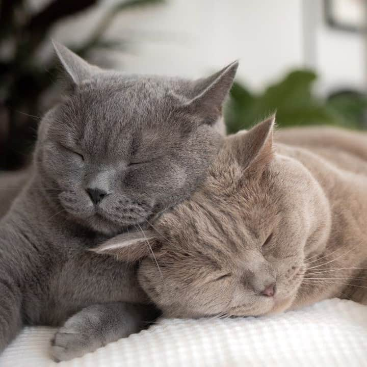 Aww Clubさんのインスタグラム写真 - (Aww ClubInstagram)「You’re my favourite pillow⠀ ⠀ 📷@lifeofblueoscar⠀ ⠀ #meowed #lifeofblueoscar #BSH #BritishShorthair #💤 #Germany #🇩🇪 #pillow #sleepycat #🤫」7月21日 6時00分 - meowed