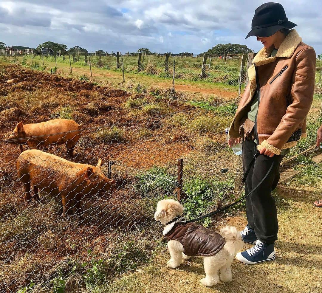 シャーニ・ヴィンソンのインスタグラム：「Happy as a pig in mud 🐷 #thefarm #roadtrip」