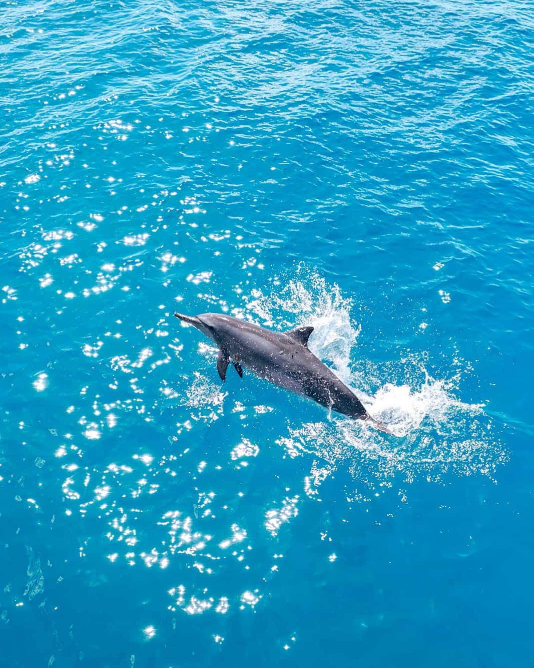 And Youさんのインスタグラム写真 - (And YouInstagram)「Time for some Monday motivation! Leap into this week and accomplish something you've been waiting to do! 🚀 ​. ​. ​. ​. ​. ​#mondaymotivation #motivationmonday #leap #dolphin #ocean #motivation #inspiration」7月21日 6時16分 - dolphinsandyou