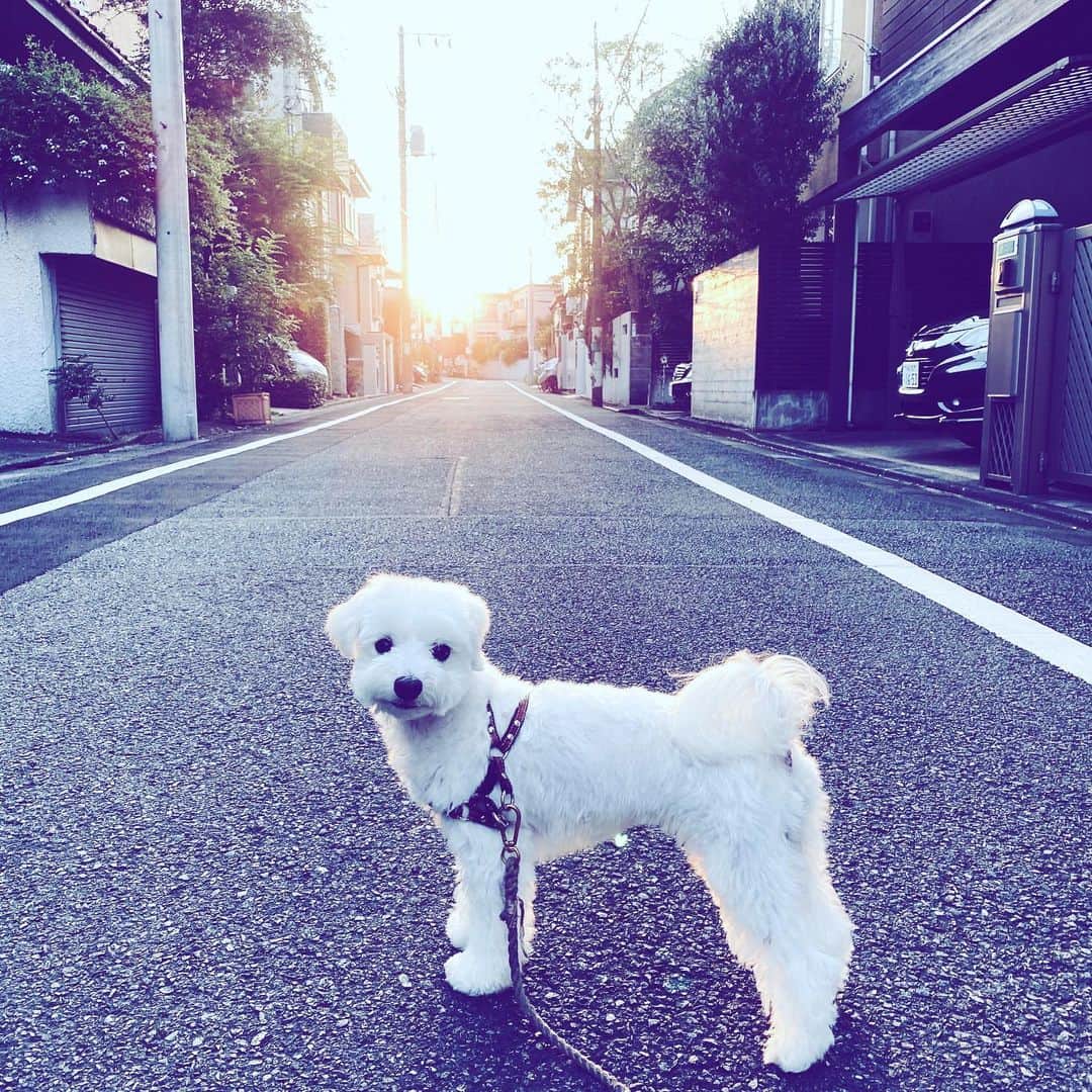 のインスタグラム：「#dawn #dog #maltese #akane #hope #neighborhood」