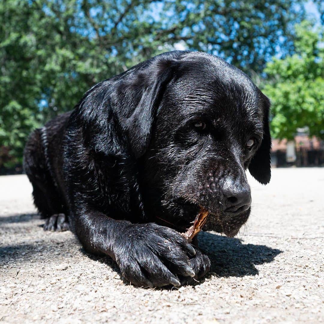 The Dogistさんのインスタグラム写真 - (The DogistInstagram)「Margo, Labrador Retriever (3 y/o), Tompkins Square Park, New York, NY • “She’s from Bulgaria; in her passport description the only thing it says is ‘short’. She has an iron stomach – she’s never had diarrhea. She once ate rat poison and it didn’t have any effect on her whatsoever. She's a little Bulgarian tank.”」7月21日 6時46分 - thedogist