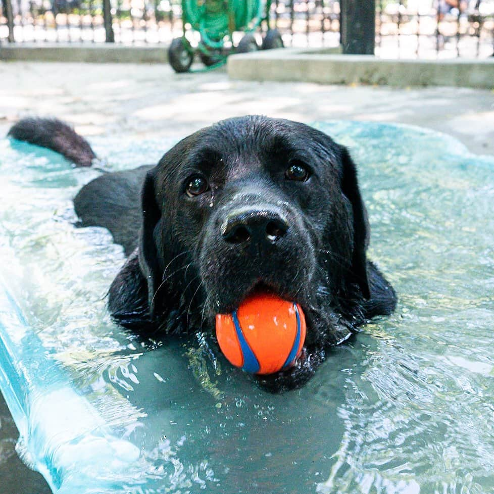 The Dogistさんのインスタグラム写真 - (The DogistInstagram)「Margo, Labrador Retriever (3 y/o), Tompkins Square Park, New York, NY • “She’s from Bulgaria; in her passport description the only thing it says is ‘short’. She has an iron stomach – she’s never had diarrhea. She once ate rat poison and it didn’t have any effect on her whatsoever. She's a little Bulgarian tank.”」7月21日 6時46分 - thedogist