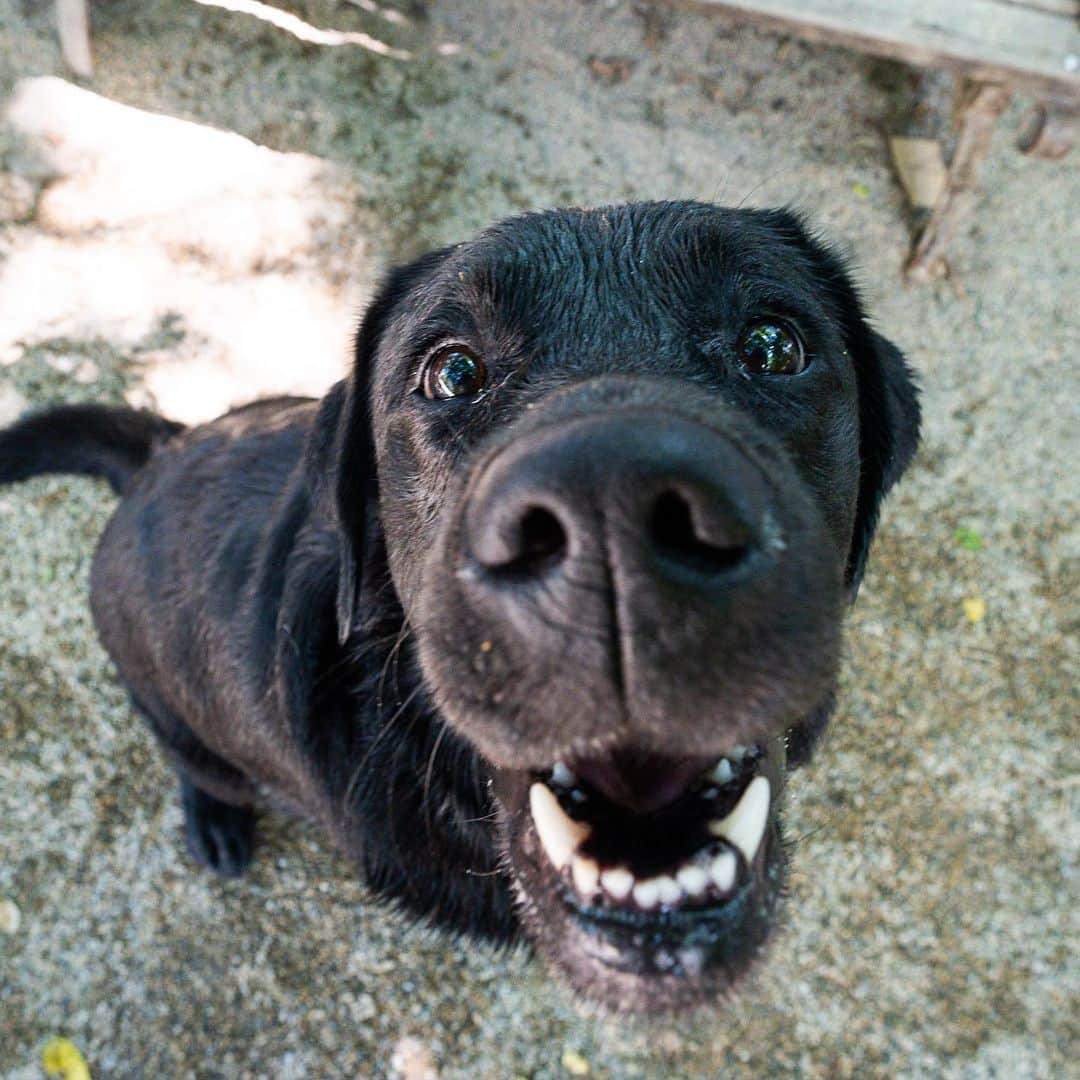 The Dogistさんのインスタグラム写真 - (The DogistInstagram)「Margo, Labrador Retriever (3 y/o), Tompkins Square Park, New York, NY • “She’s from Bulgaria; in her passport description the only thing it says is ‘short’. She has an iron stomach – she’s never had diarrhea. She once ate rat poison and it didn’t have any effect on her whatsoever. She's a little Bulgarian tank.”」7月21日 6時46分 - thedogist