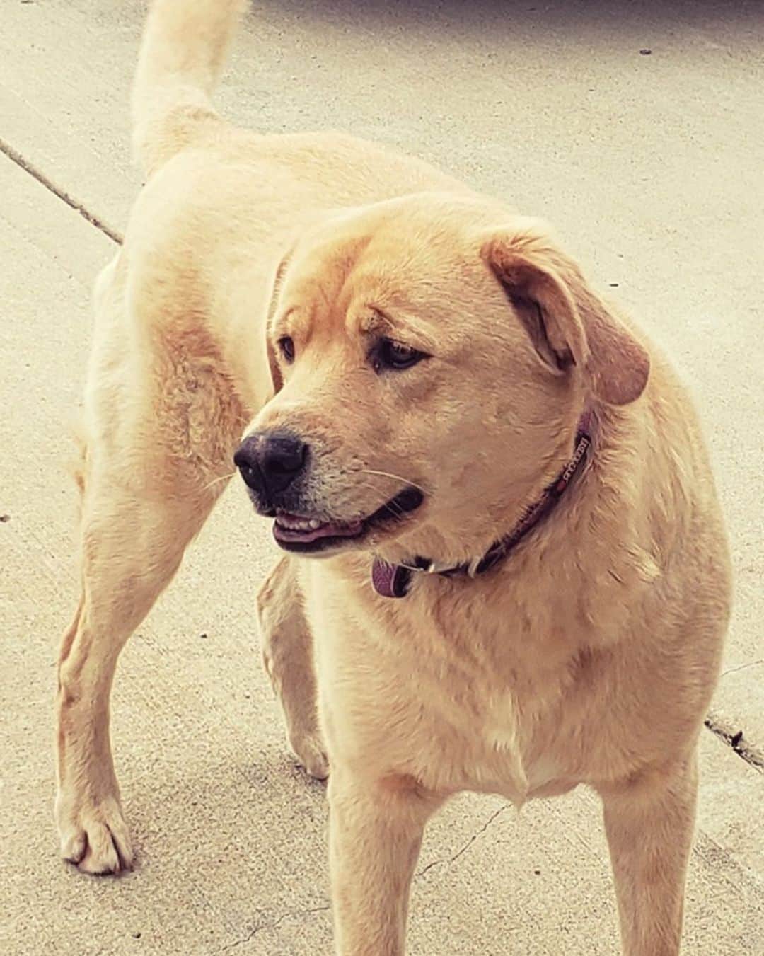People Magazineさんのインスタグラム写真 - (People MagazineInstagram)「Cleo made her way back home! 🏡 The 4-year-old Labrador recently went missing from Olathe, Kansas, and ended up in an unlikely location — her family's previous residence in Lawson, Missouri, where they had not lived for nearly two years. Cleo's impressive journey was 57 miles and even included crossing a river or a traffic-packed bridge. And when the new Lawson homeowner discovered Cleo lying on the front porch, he said she was "just laying there, waiting for somebody it seemed like." Tap the link in bio for the full story. 📷: Lost and Found Pets of Johnson County」7月21日 7時42分 - people