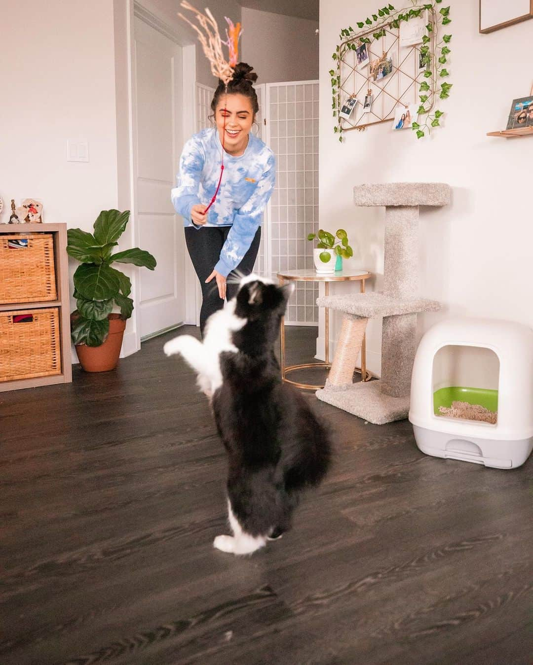 Cats of Instagramさんのインスタグラム写真 - (Cats of InstagramInstagram)「Swipe to see how much fun Luna + @jessicaneistadt have been having since she switched to the @TidyCats BREEZE Litter System 😻 (our fav photo is #4 hehe)  Luna switched over to a new litter box because she was a notorious litter tracker. Jessica noticed she seems less stressed after she goes. She used to get litter stuck in her fur and she would get really freaked out about it- and she would just clean herself for so long trying to make sure it was all out. But with the new BREEZE litter system, the anti-tracking pellets keep her from tracking them outside her litter box and stay off her fur! There’s no longer litter scattered all over and it’s sooooo much easier to clean. You don’t get giant clumps of litter, because the liquids absorb right into the odor absorbing pads. There’s also less waste, and by keeping the liquids + solids separate, you get significantly reduced odors 🙌  If you want to learn more about the @tidycats BREEZE litter system, check out our Instagram stories for more info! — #EaseofBREEZE #ad」7月21日 7時52分 - cats_of_instagram