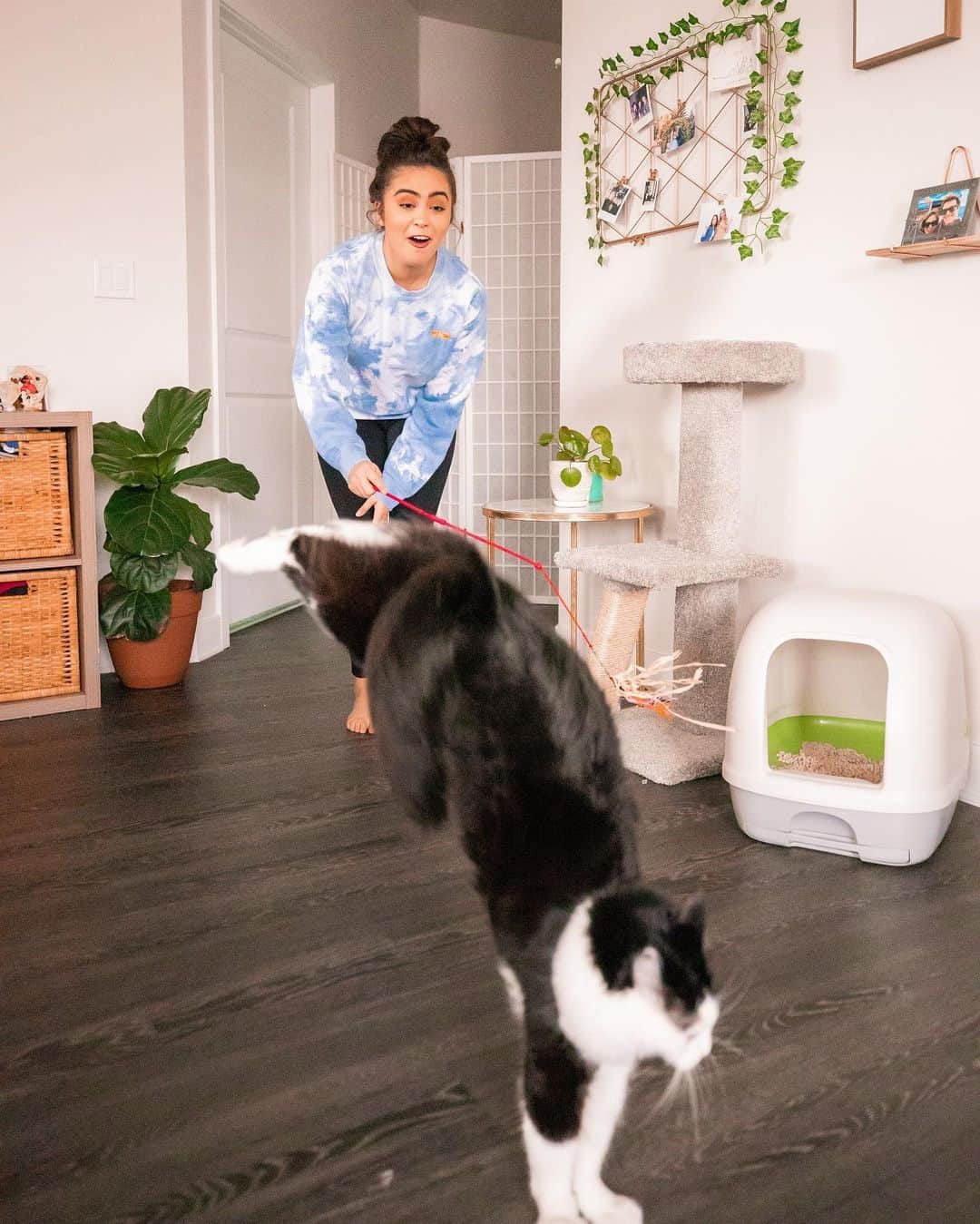 Cats of Instagramさんのインスタグラム写真 - (Cats of InstagramInstagram)「Swipe to see how much fun Luna + @jessicaneistadt have been having since she switched to the @TidyCats BREEZE Litter System 😻 (our fav photo is #4 hehe)  Luna switched over to a new litter box because she was a notorious litter tracker. Jessica noticed she seems less stressed after she goes. She used to get litter stuck in her fur and she would get really freaked out about it- and she would just clean herself for so long trying to make sure it was all out. But with the new BREEZE litter system, the anti-tracking pellets keep her from tracking them outside her litter box and stay off her fur! There’s no longer litter scattered all over and it’s sooooo much easier to clean. You don’t get giant clumps of litter, because the liquids absorb right into the odor absorbing pads. There’s also less waste, and by keeping the liquids + solids separate, you get significantly reduced odors 🙌  If you want to learn more about the @tidycats BREEZE litter system, check out our Instagram stories for more info! — #EaseofBREEZE #ad」7月21日 7時52分 - cats_of_instagram