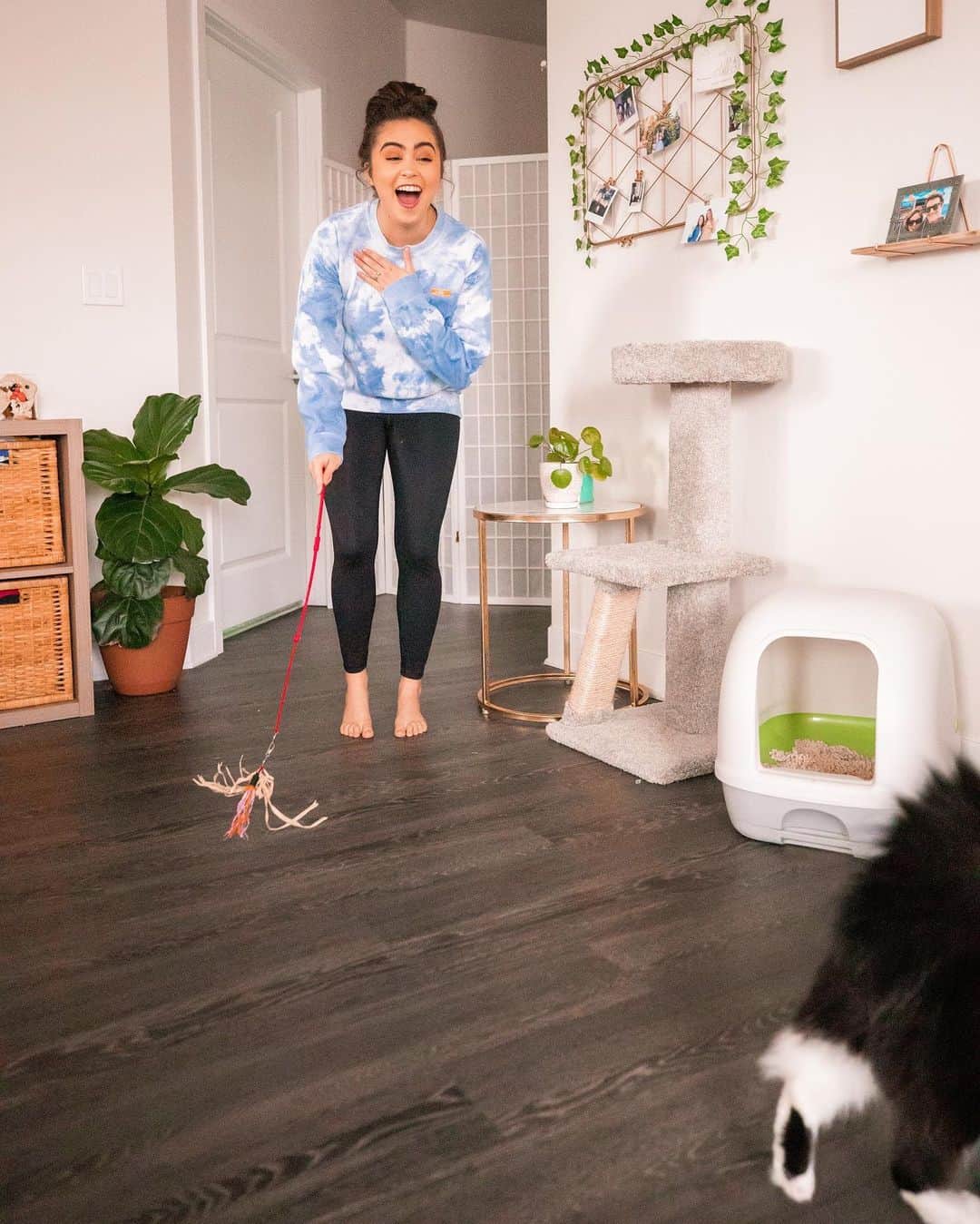 Cats of Instagramさんのインスタグラム写真 - (Cats of InstagramInstagram)「Swipe to see how much fun Luna + @jessicaneistadt have been having since she switched to the @TidyCats BREEZE Litter System 😻 (our fav photo is #4 hehe)  Luna switched over to a new litter box because she was a notorious litter tracker. Jessica noticed she seems less stressed after she goes. She used to get litter stuck in her fur and she would get really freaked out about it- and she would just clean herself for so long trying to make sure it was all out. But with the new BREEZE litter system, the anti-tracking pellets keep her from tracking them outside her litter box and stay off her fur! There’s no longer litter scattered all over and it’s sooooo much easier to clean. You don’t get giant clumps of litter, because the liquids absorb right into the odor absorbing pads. There’s also less waste, and by keeping the liquids + solids separate, you get significantly reduced odors 🙌  If you want to learn more about the @tidycats BREEZE litter system, check out our Instagram stories for more info! — #EaseofBREEZE #ad」7月21日 7時52分 - cats_of_instagram